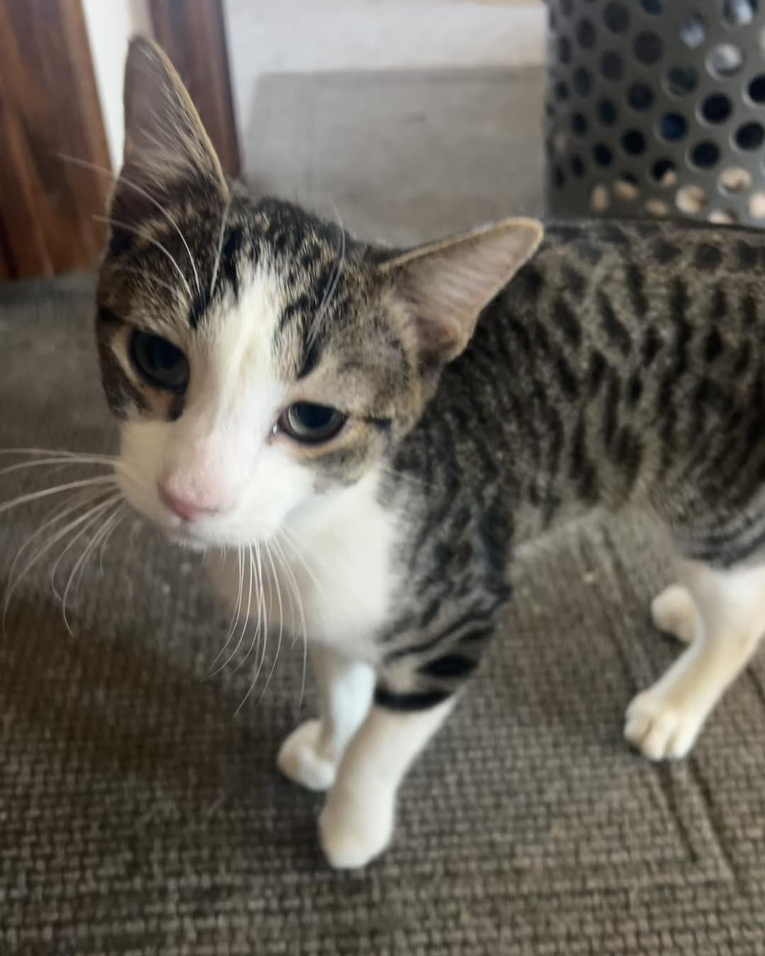 Buddy, Young Male Domestic Short Hair
