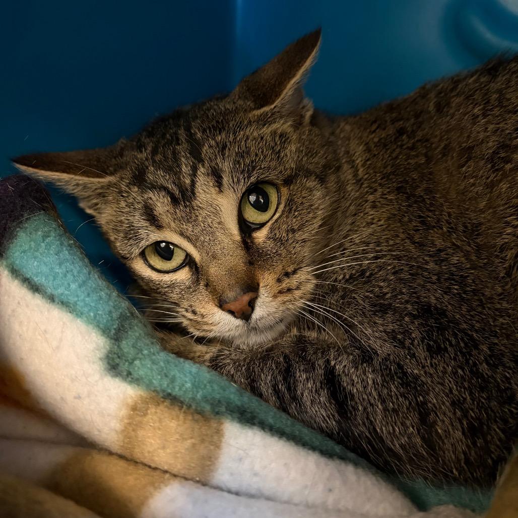 Enlarge June, a Adoptable Domestic Short Hair in Waukesha, WI image 1/1