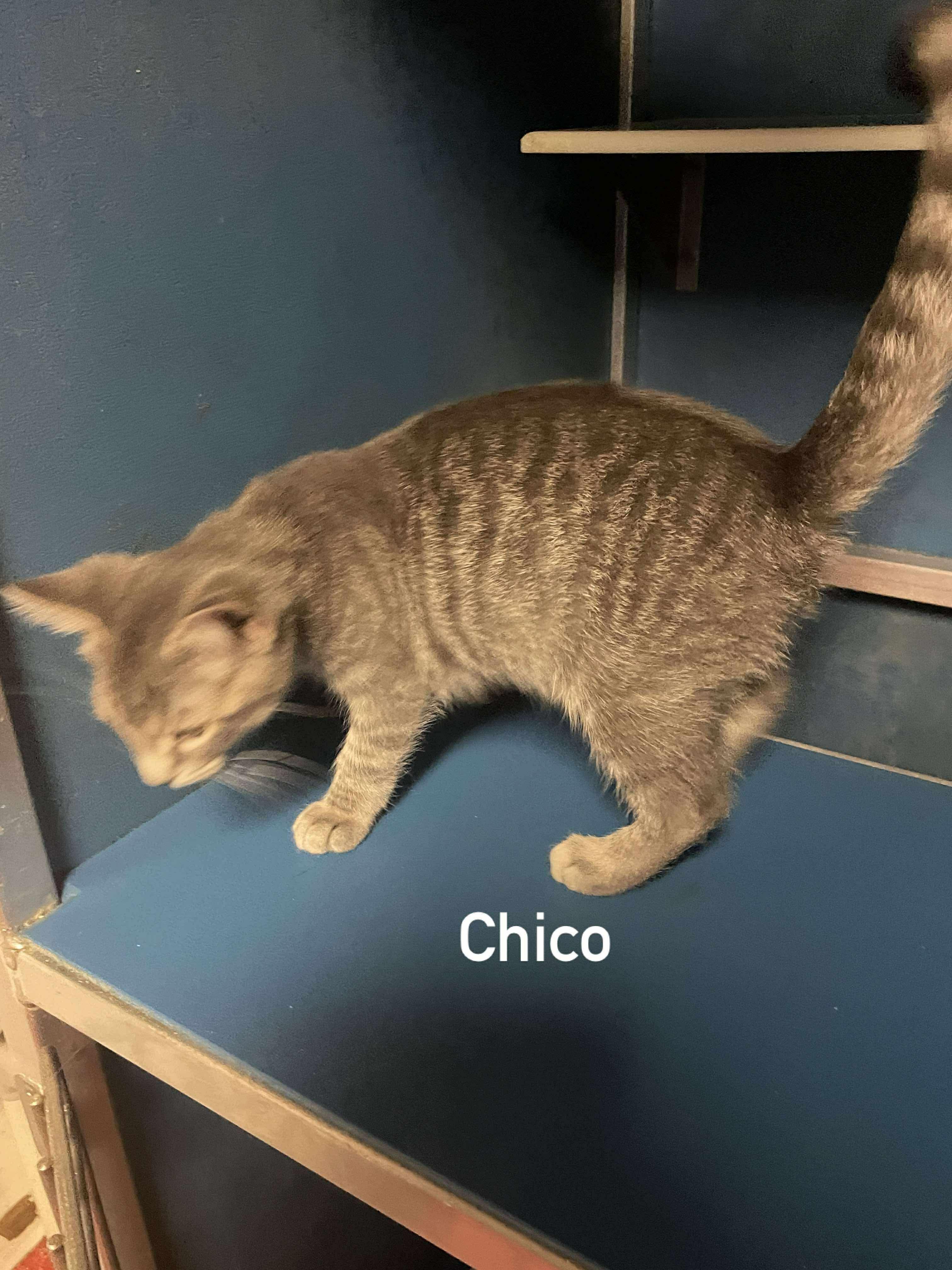 Chico