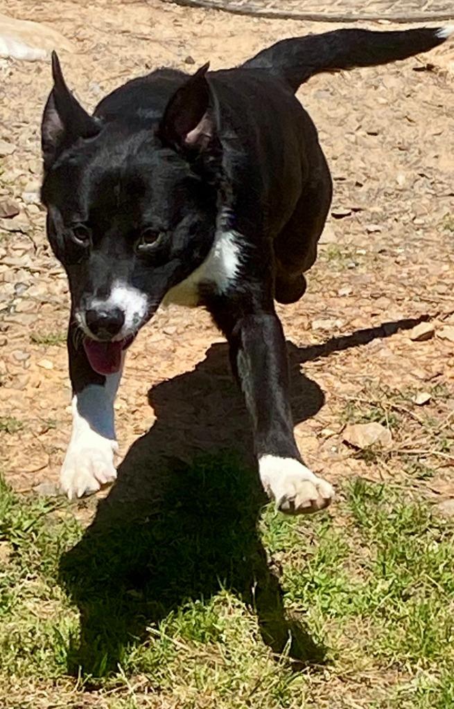 LeRoy, a Adoptable mixed breed in Bryant, AR image 1/4