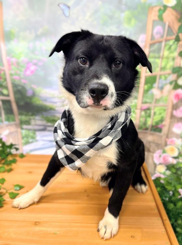 LeRoy, Adoptable, Adult Male Labrador Retriever & Corgi.
