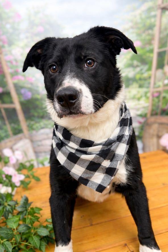 Enlarge LeRoy, a Adoptable mixed breed in Bryant, AR image 2/2