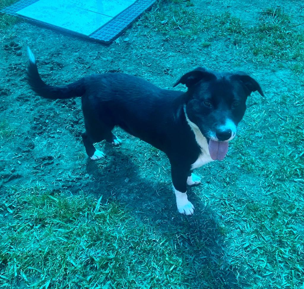 LeRoy, a Adoptable mixed breed in Bryant, AR image 4/4