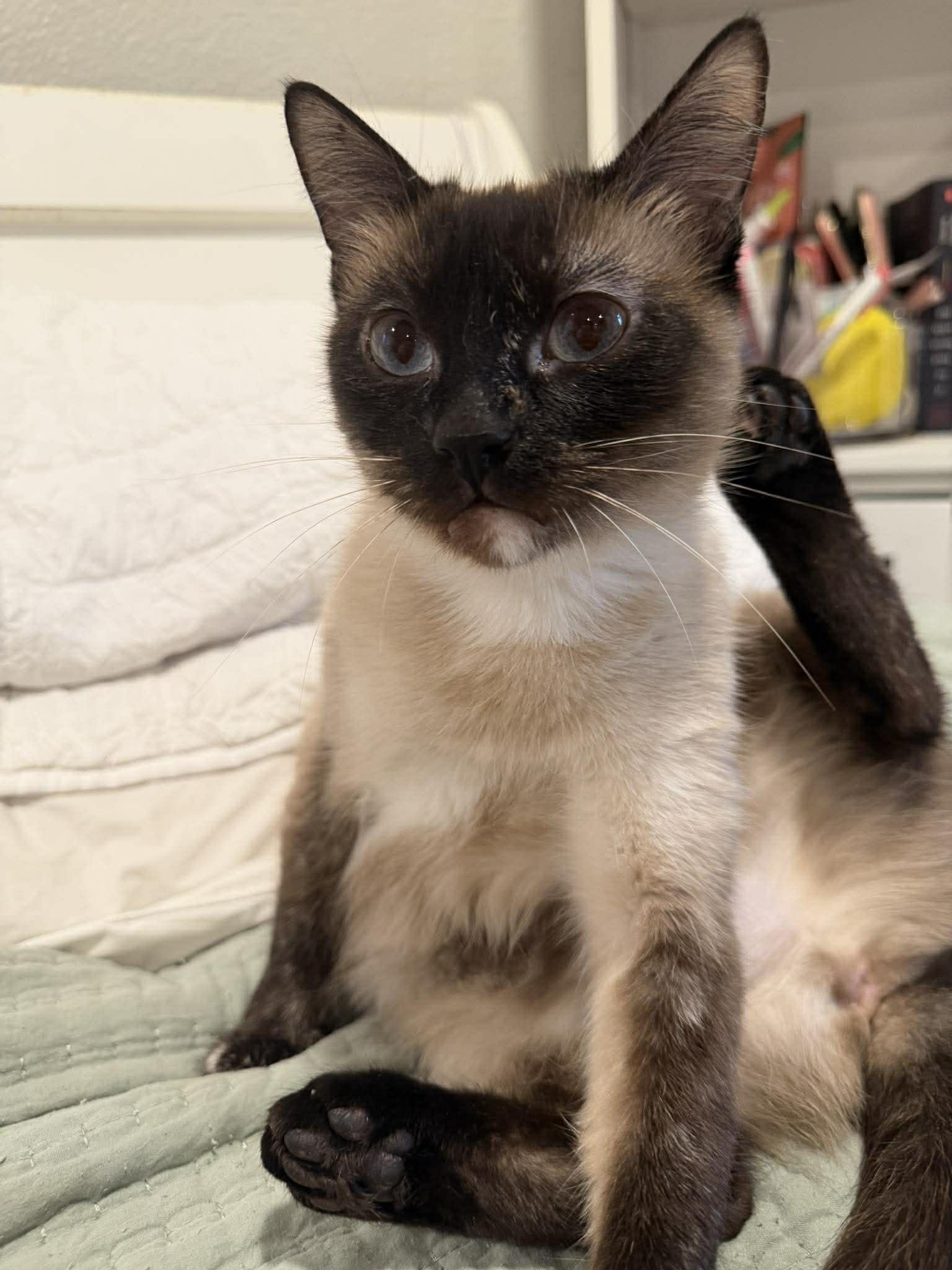 Bibi, ADOPTABLE, Adult Female Siamese.
