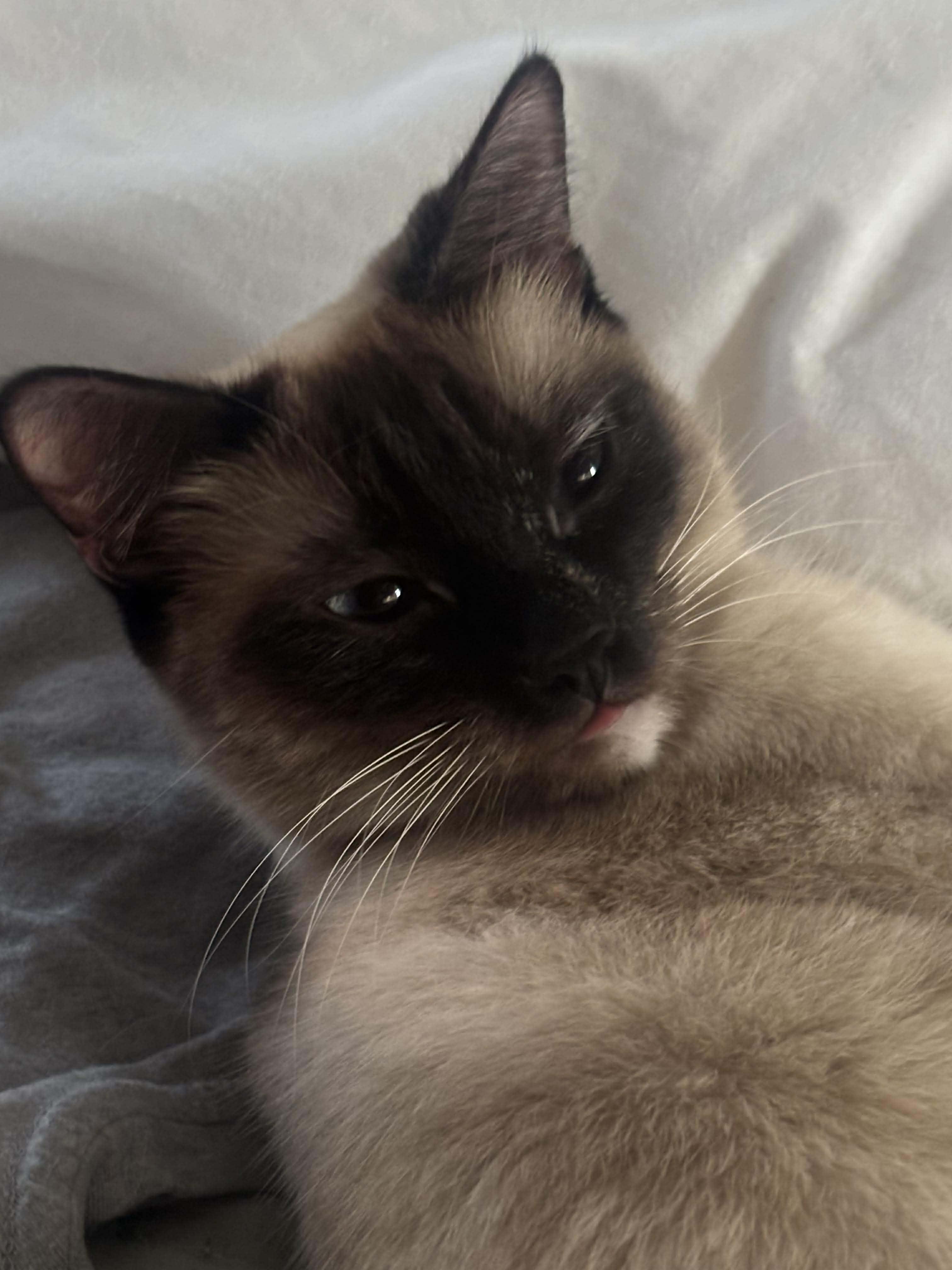 Enlarge Bibi, a ADOPTABLE Siamese in Las Vegas, NV image 6/6