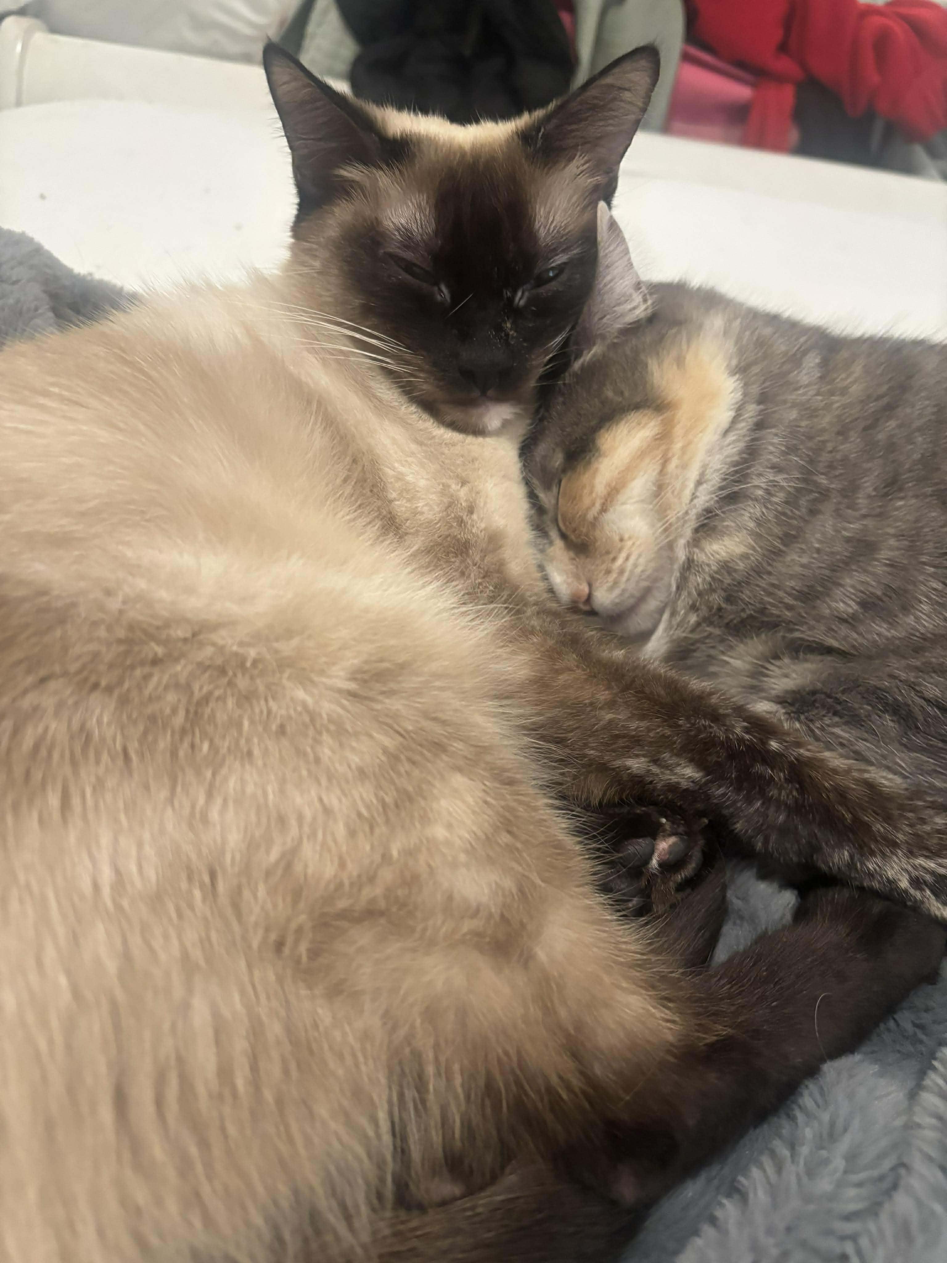 Enlarge Bibi, a ADOPTABLE Siamese in Las Vegas, NV image 4/6