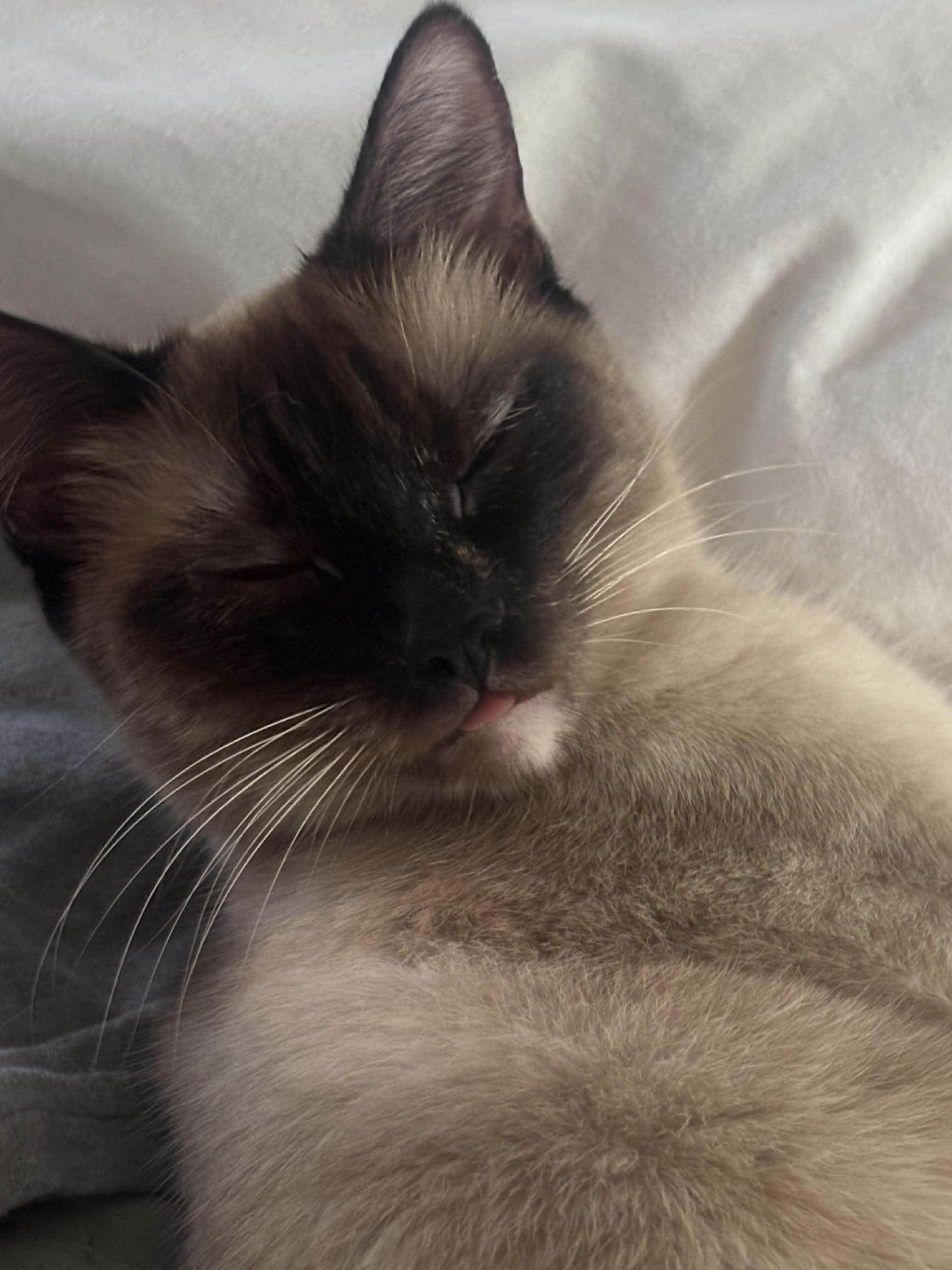 Bibi, ADOPTABLE, Adult Female Siamese.