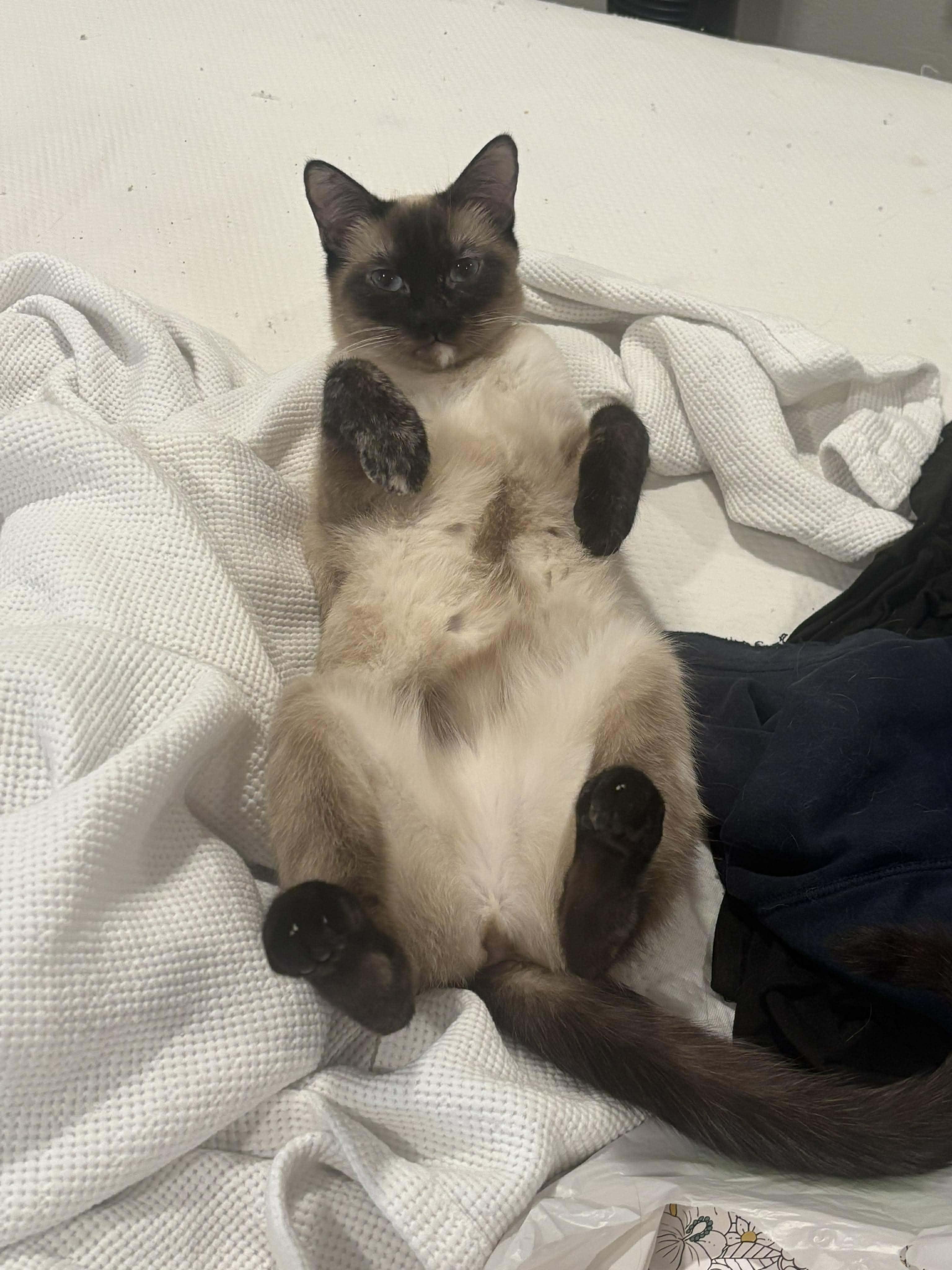 Enlarge Bibi, a ADOPTABLE Siamese in Las Vegas, NV image 5/6