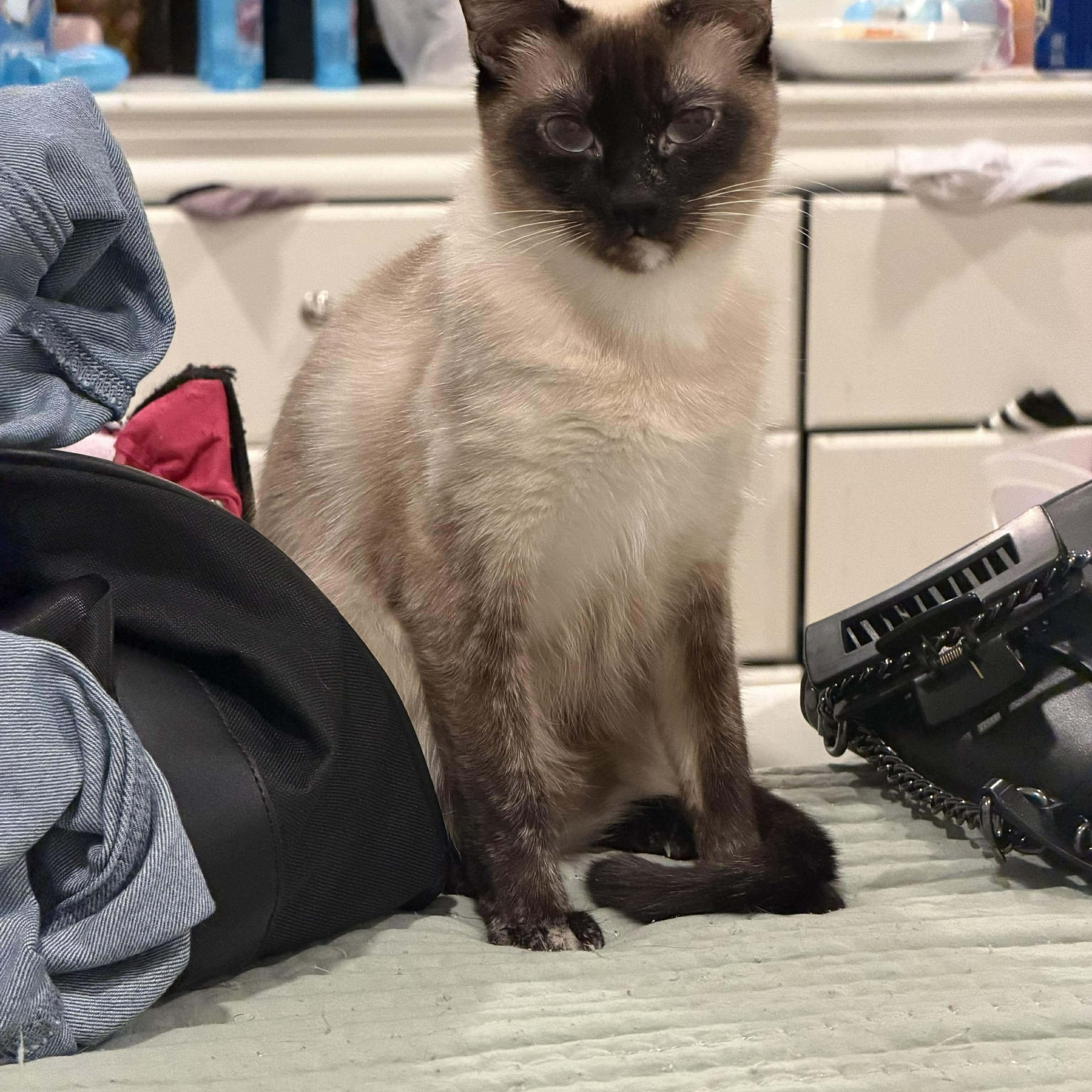 Enlarge Bibi, a ADOPTABLE Siamese in Las Vegas, NV image 2/6
