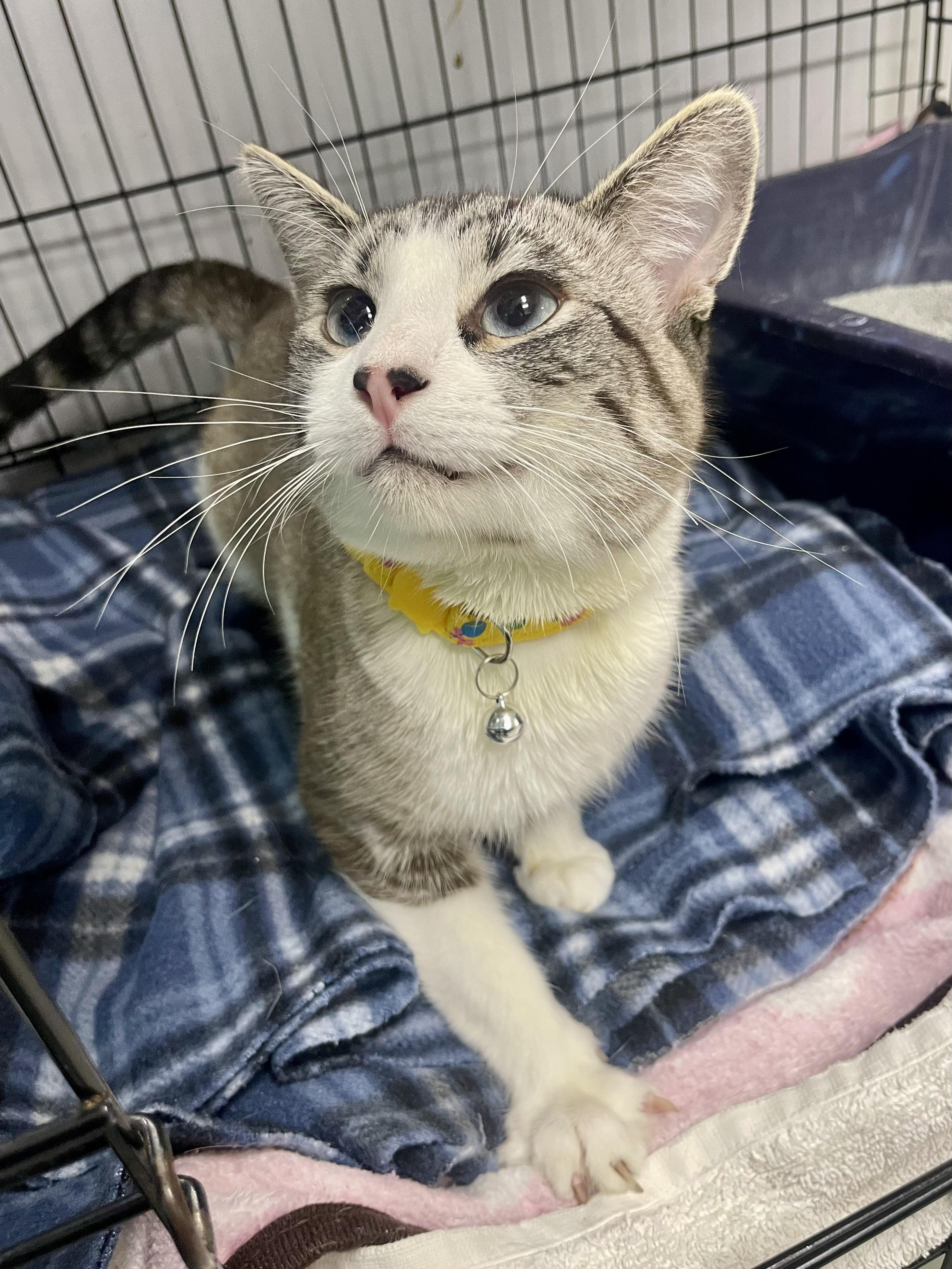 Enlarge Pinto, a ADOPTABLE mixed breed in Plano, TX image 2/4