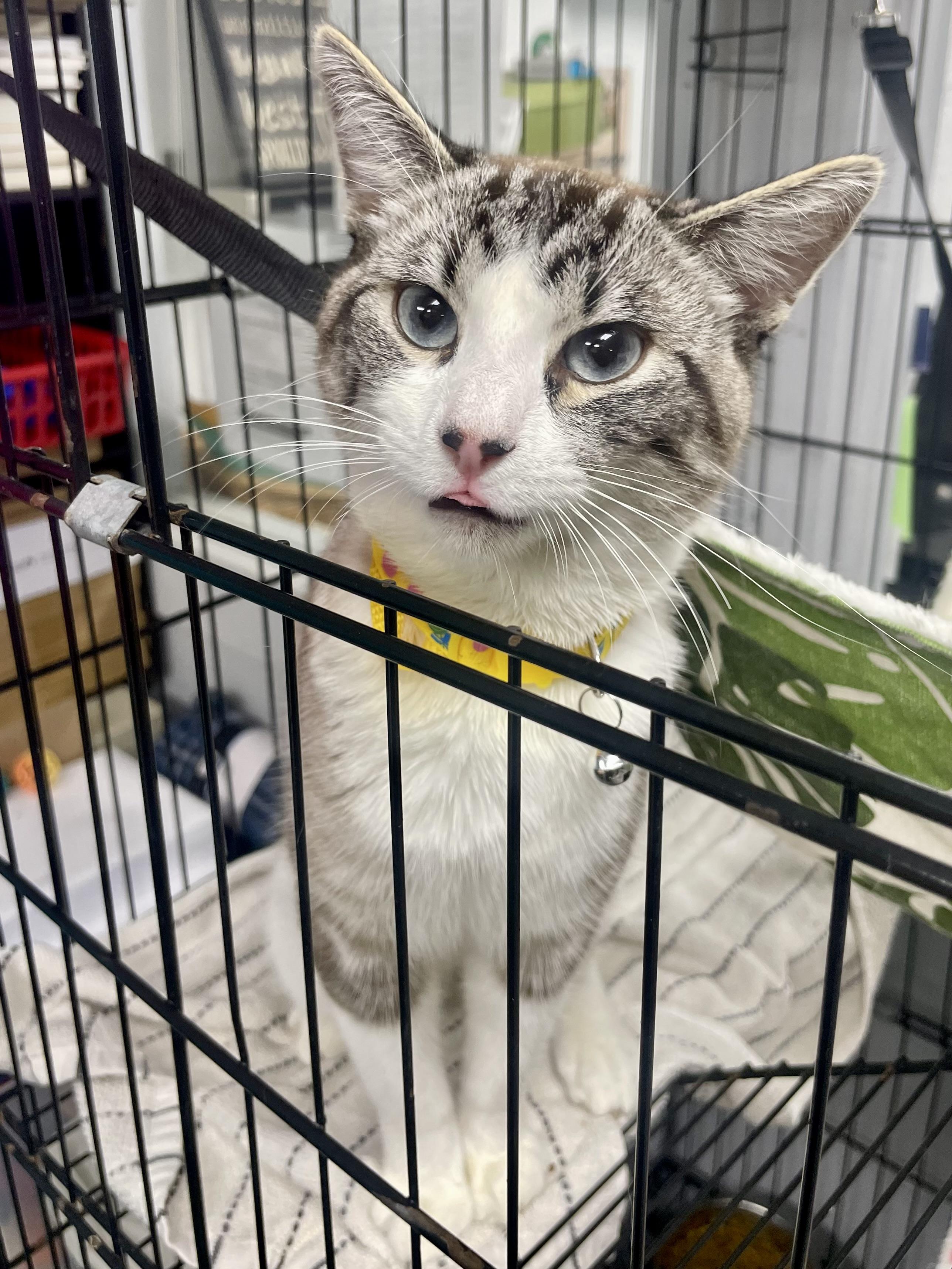 Enlarge Pinto, a ADOPTABLE mixed breed in Plano, TX image 4/4