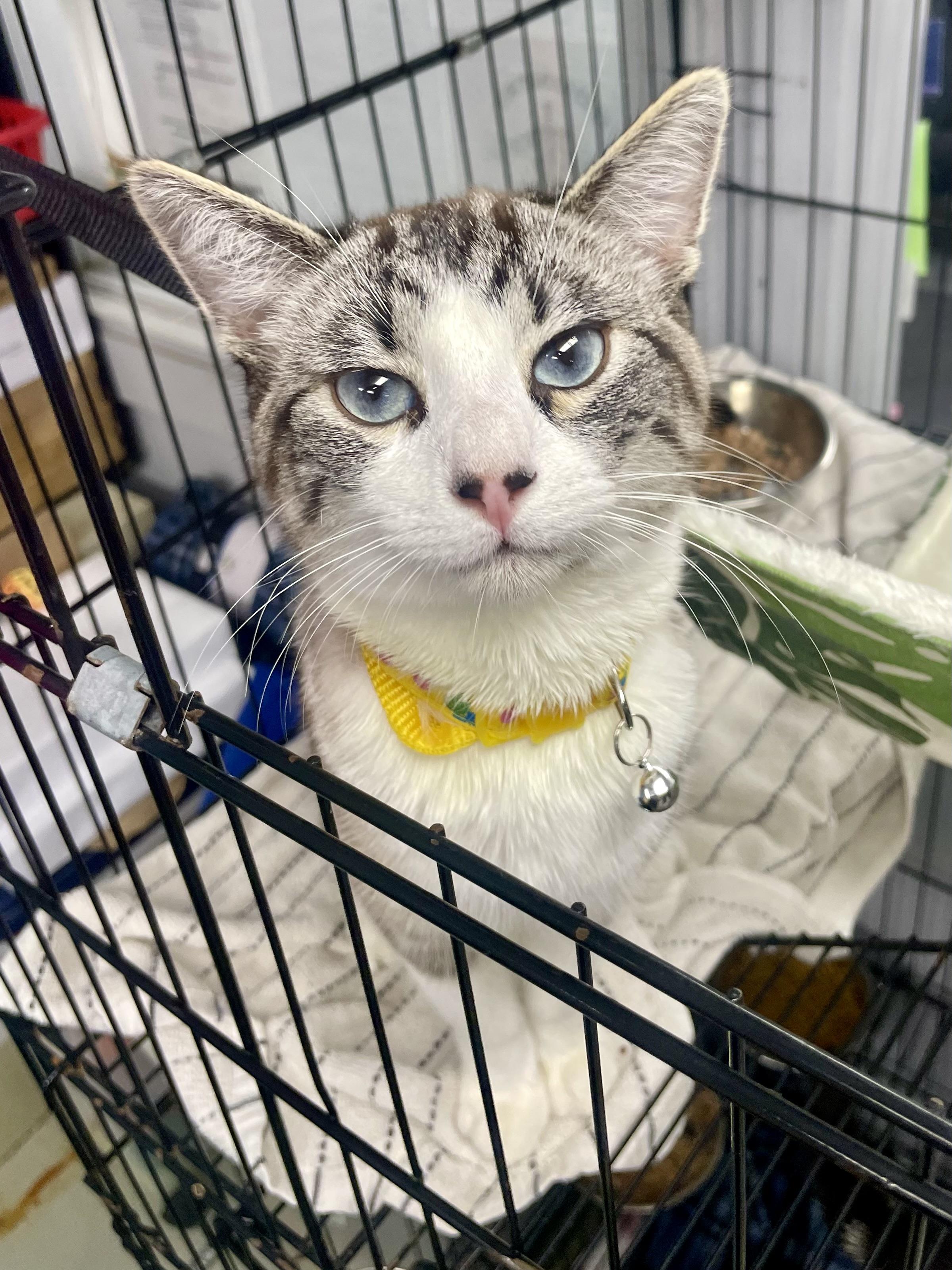 Enlarge Pinto, a ADOPTABLE mixed breed in Plano, TX image 3/4