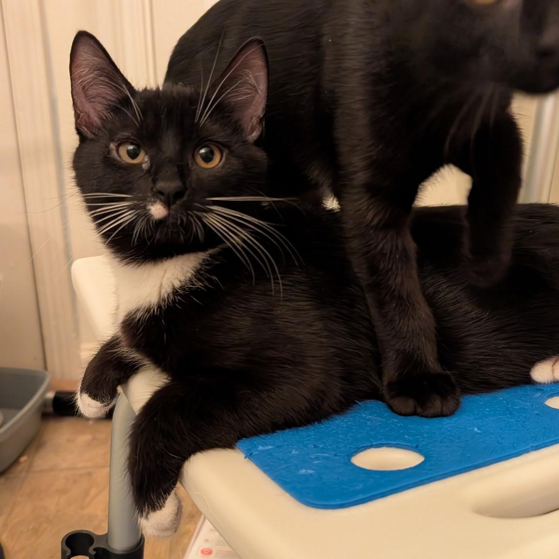 Enlarge Royce, a Adoptable American Shorthair in Lilburn, GA image 2/5