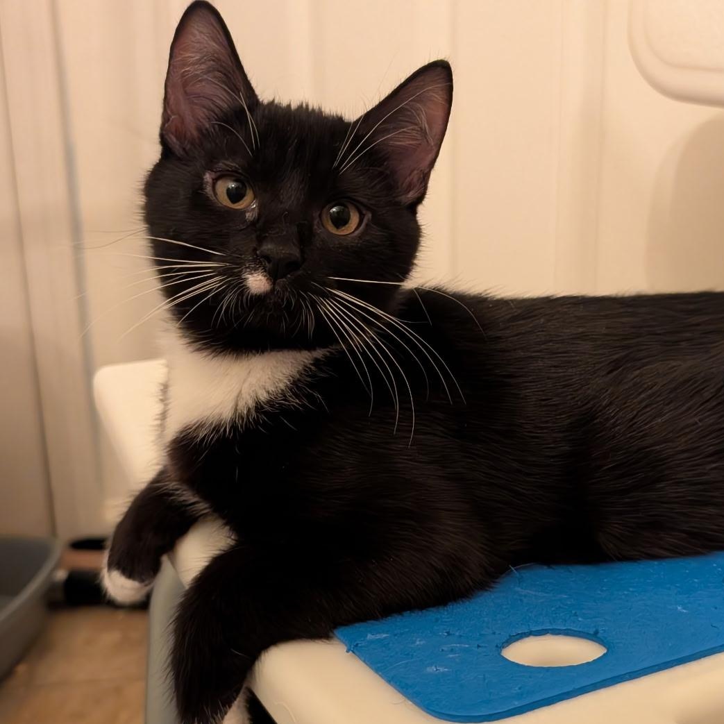 Enlarge Royce, a Adoptable American Shorthair in Lilburn, GA image 1/5