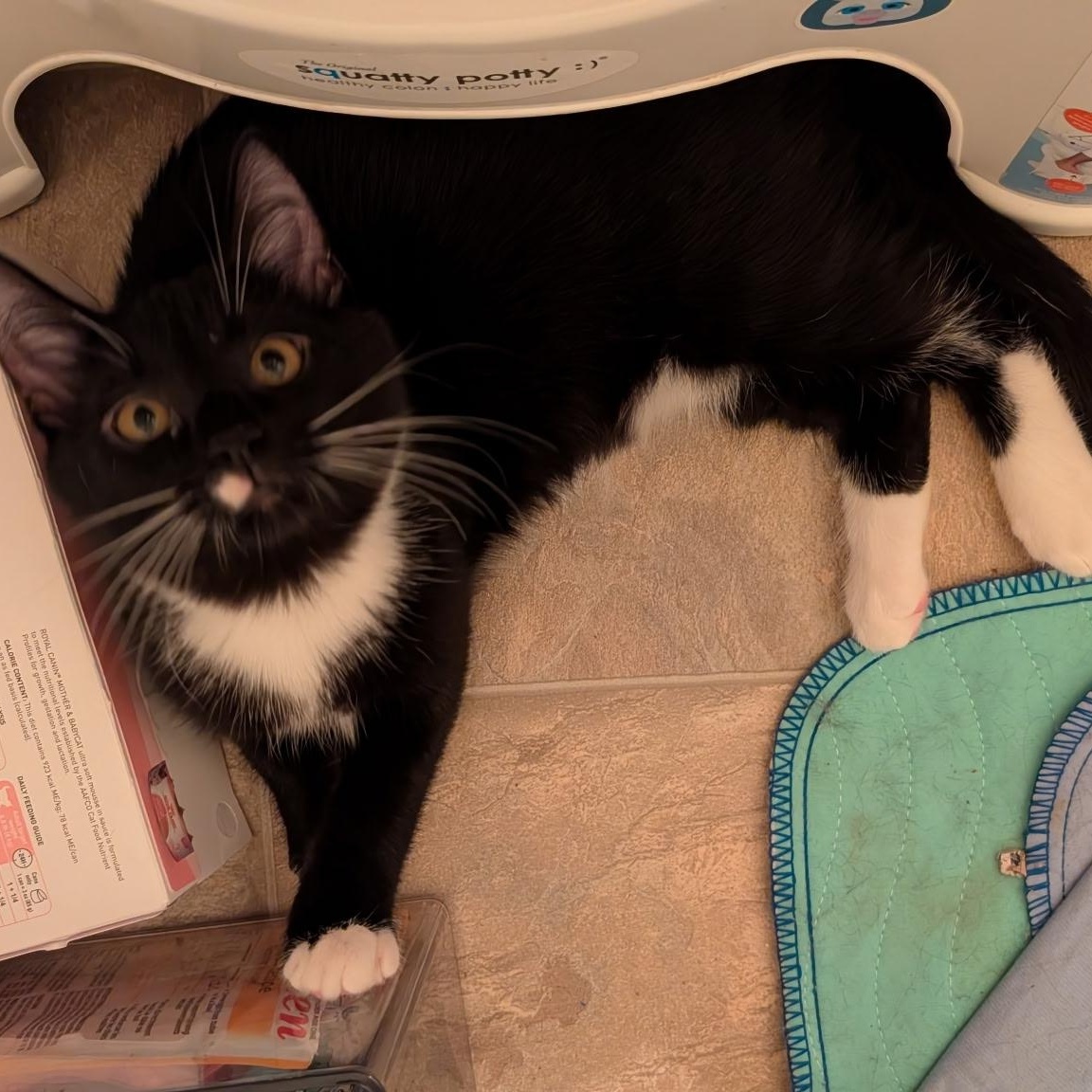 Enlarge Royce, a Adoptable American Shorthair in Lilburn, GA image 3/5