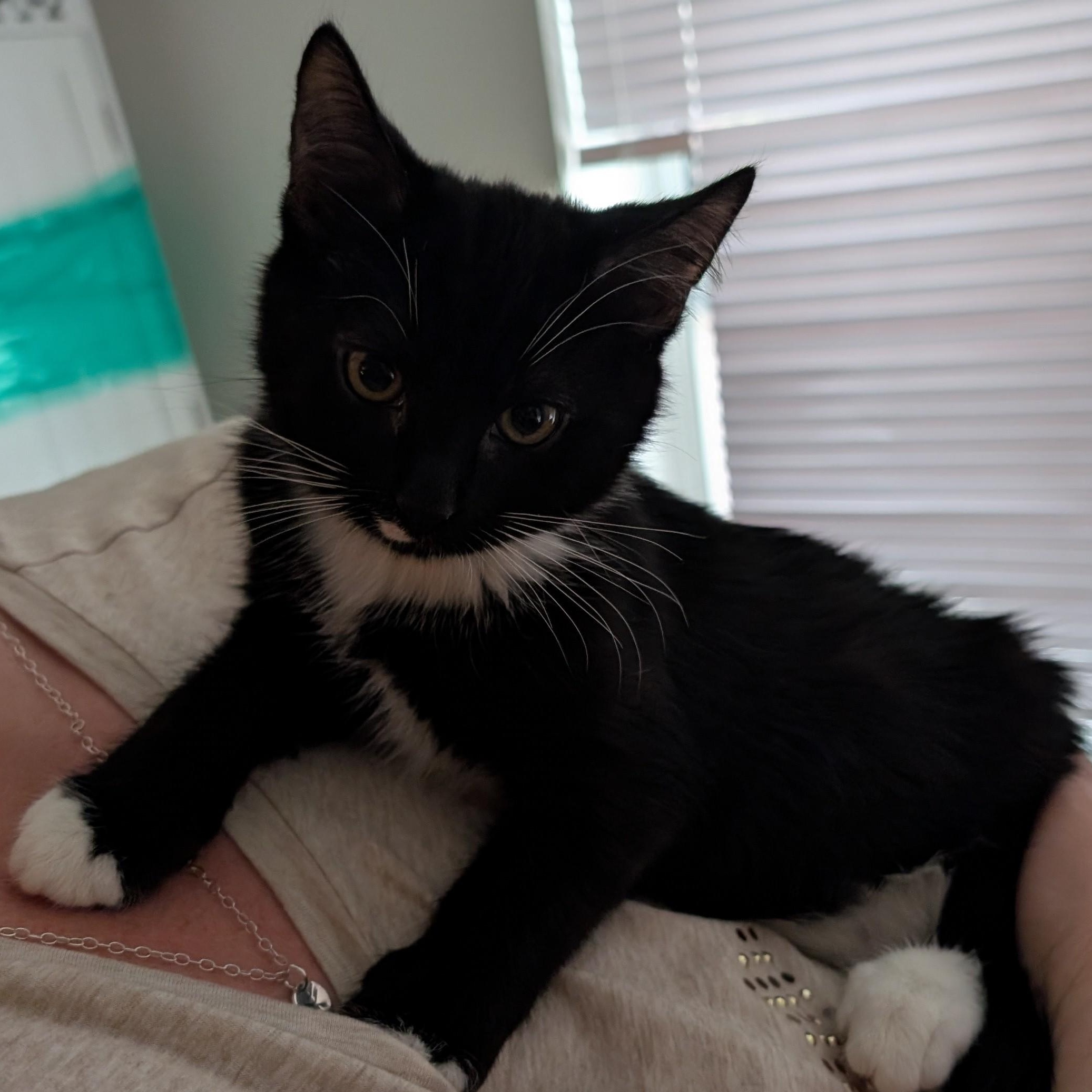 Enlarge Royce, a Adoptable American Shorthair in Lilburn, GA image 4/5