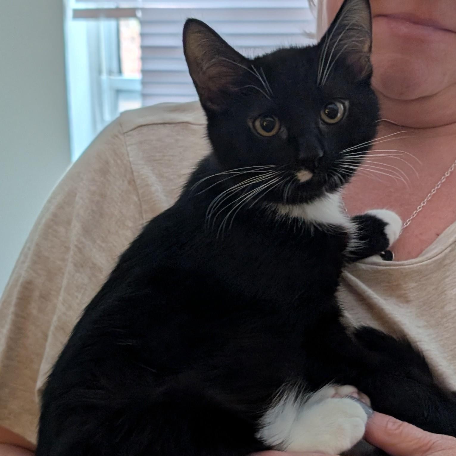 Enlarge Royce, a Adoptable American Shorthair in Lilburn, GA image 5/5