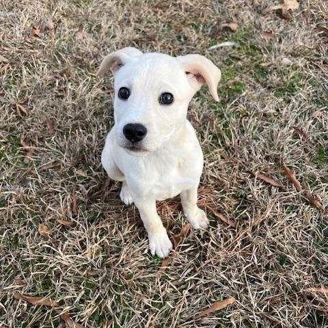 Dakota, Adopted, Puppy Female Labrador Retriever & White German Shepherd.