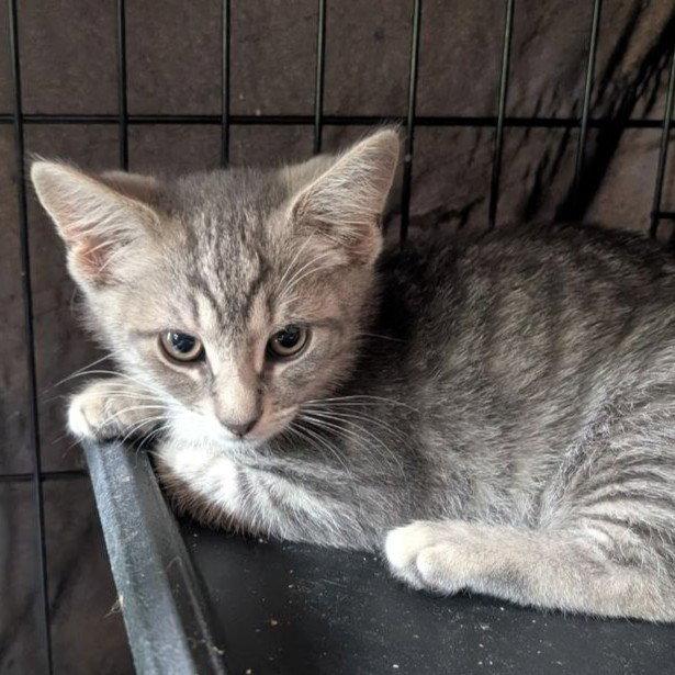 Simon, Adoptable, Kitten Male American Shorthair.