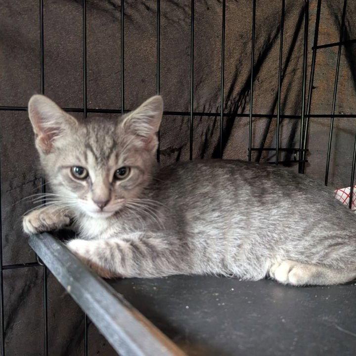 Simon, a Adoptable American Shorthair in Pikesville, MD image 2/3