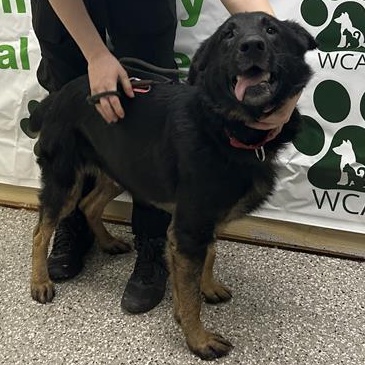 Maverick, a ADOPTABLE German Shepherd Dog in Defuniak Springs, FL image 3/4