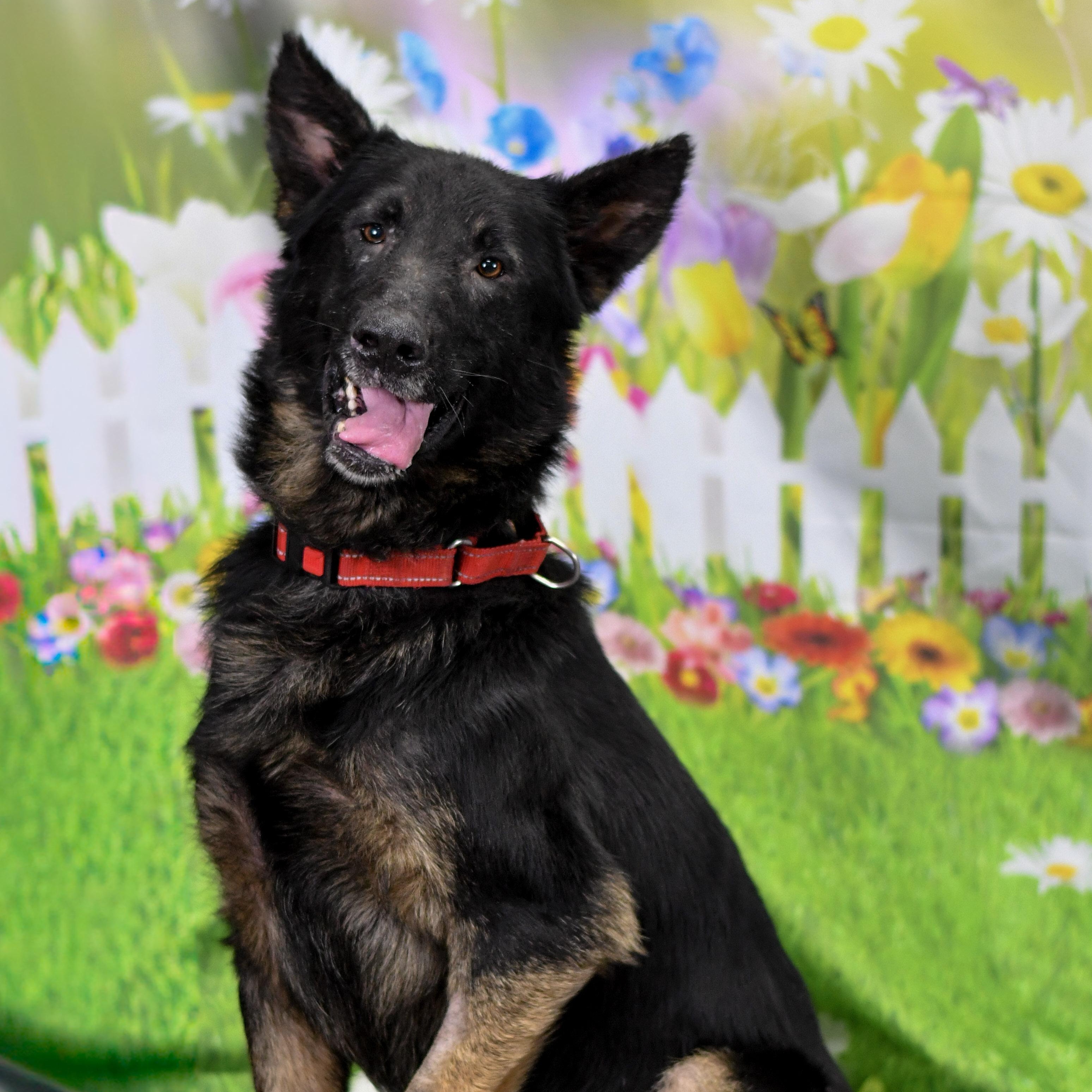 Maverick, a ADOPTABLE German Shepherd Dog in Defuniak Springs, FL image 4/4