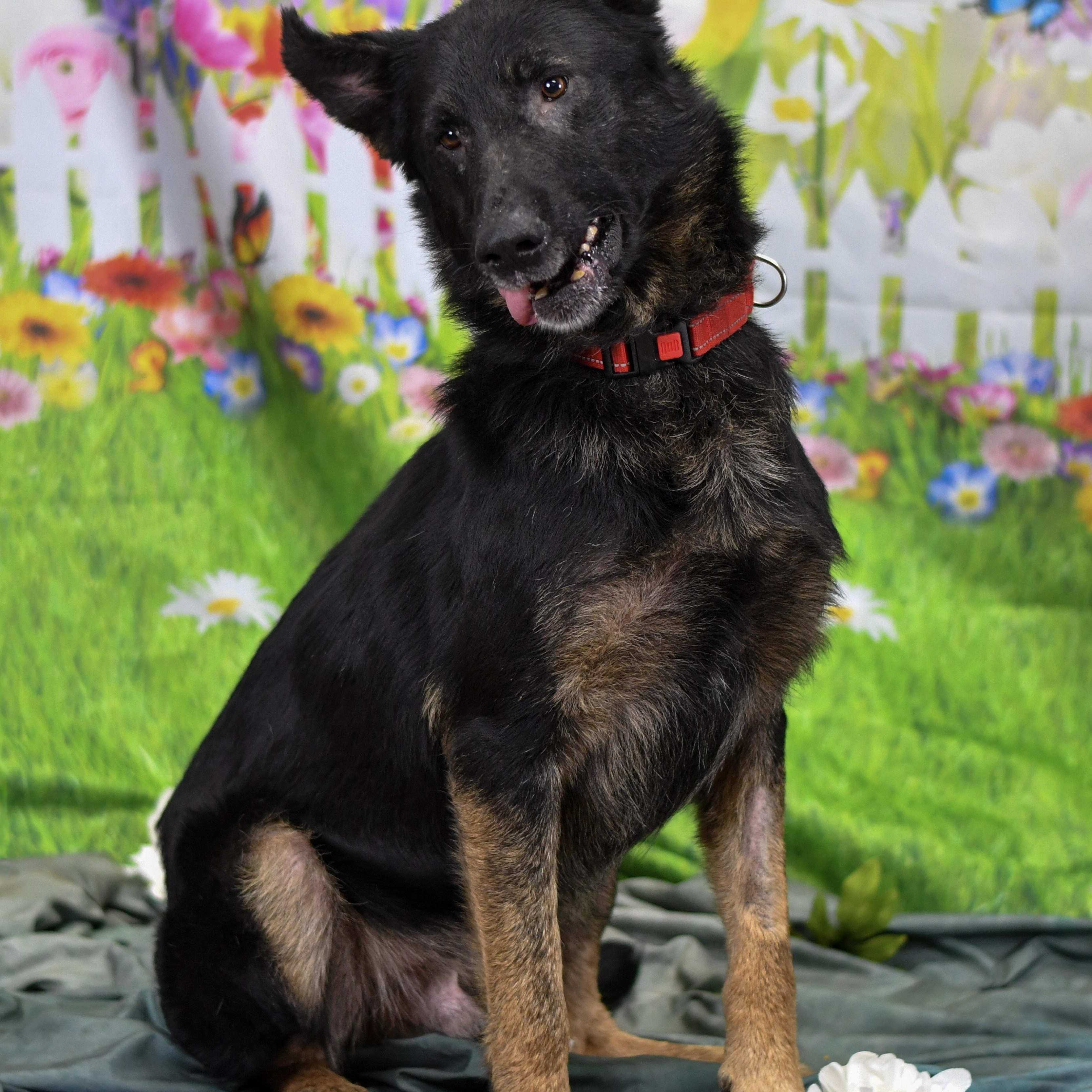 Maverick, a ADOPTABLE German Shepherd Dog in Defuniak Springs, FL image 1/4