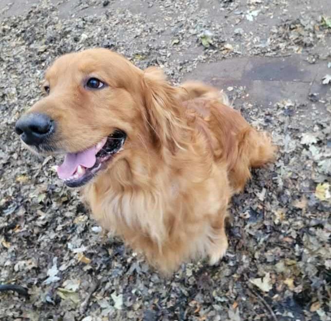 Odin, Adoptable, Adult Male Golden Retriever.