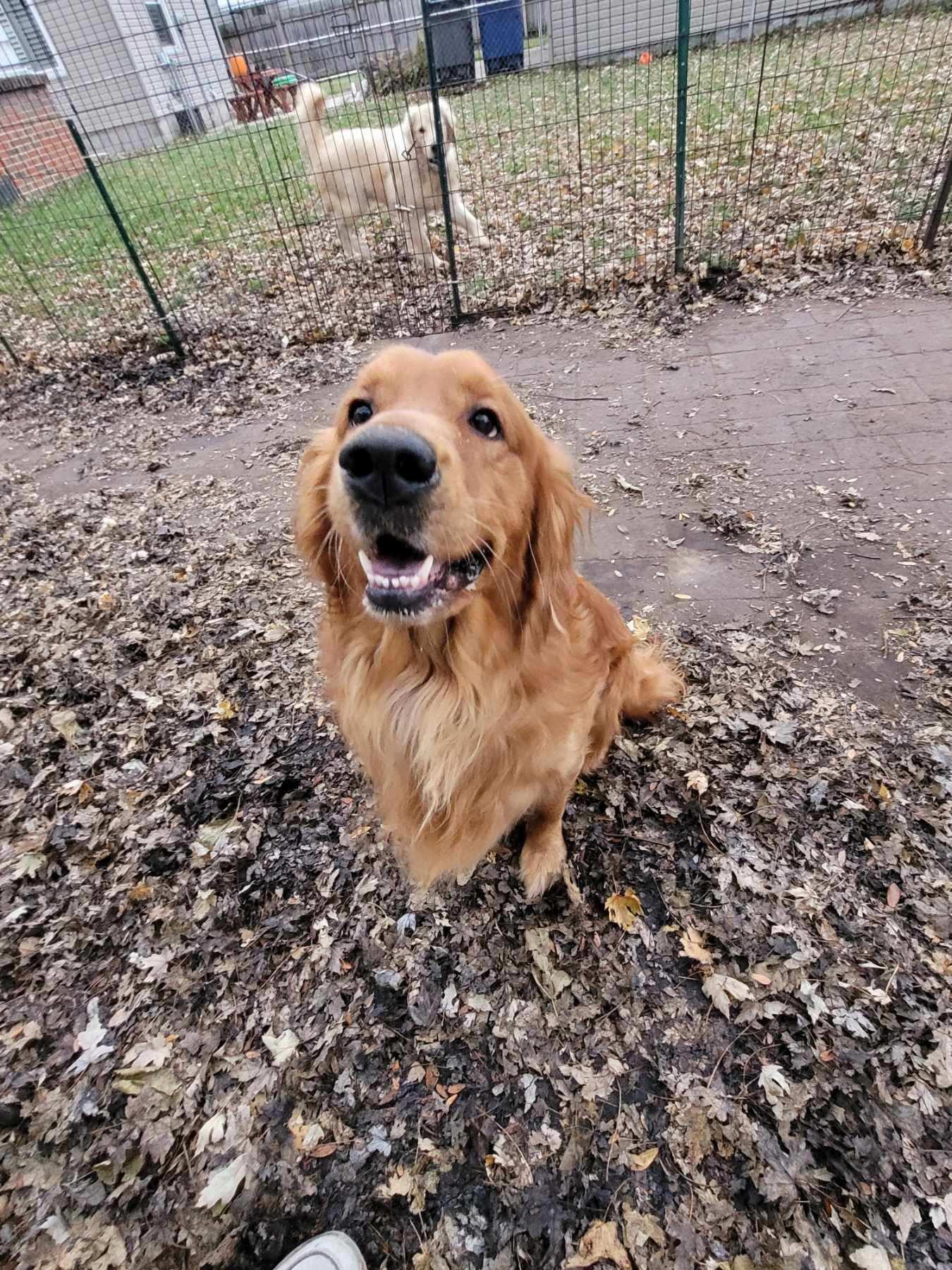 Odin, a Adoptable Golden Retriever in Waterville, OH image 2/2