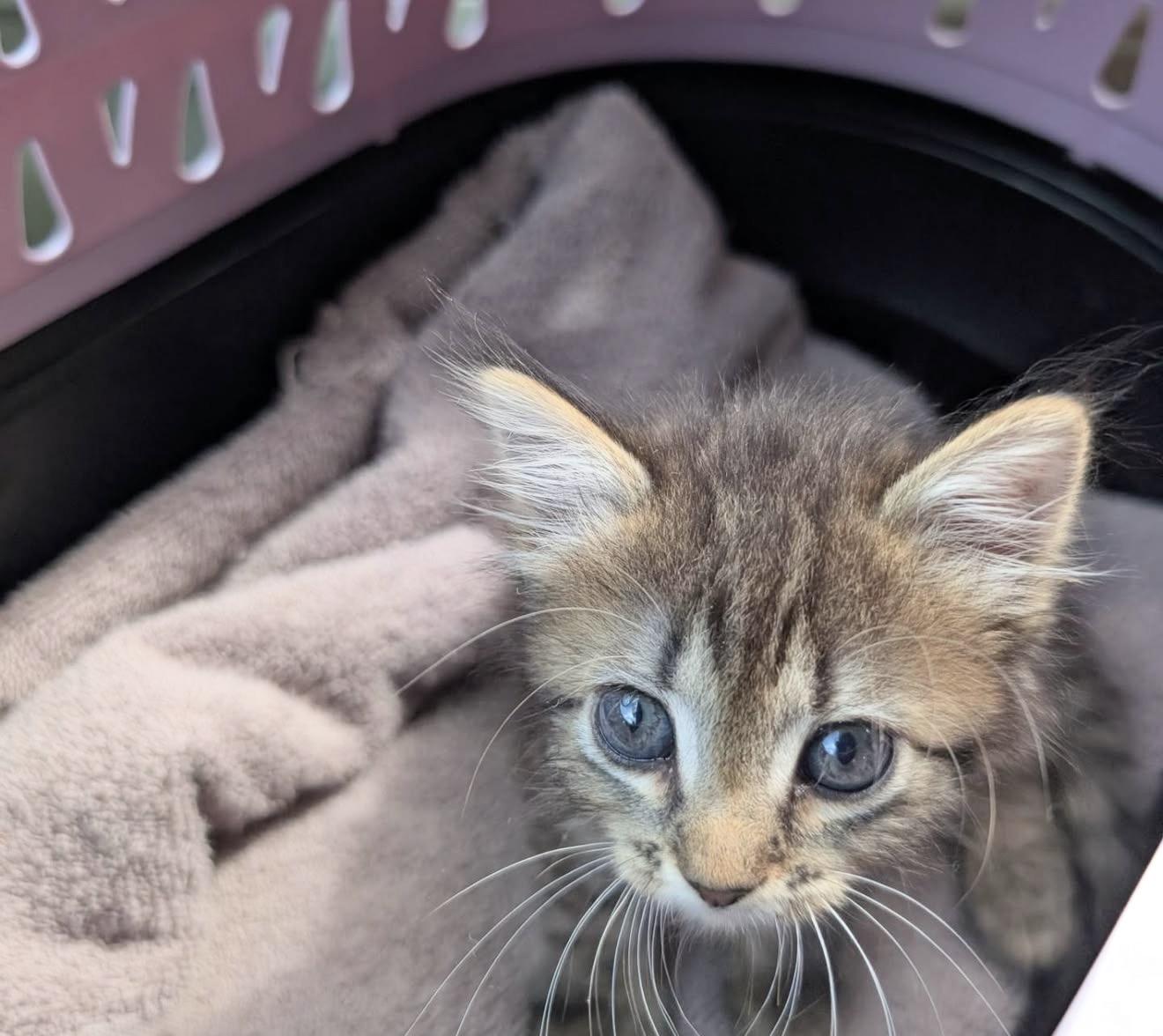 Enlarge Pippa, a Adoptable Domestic Long Hair in Greensboro, NC image 2/2
