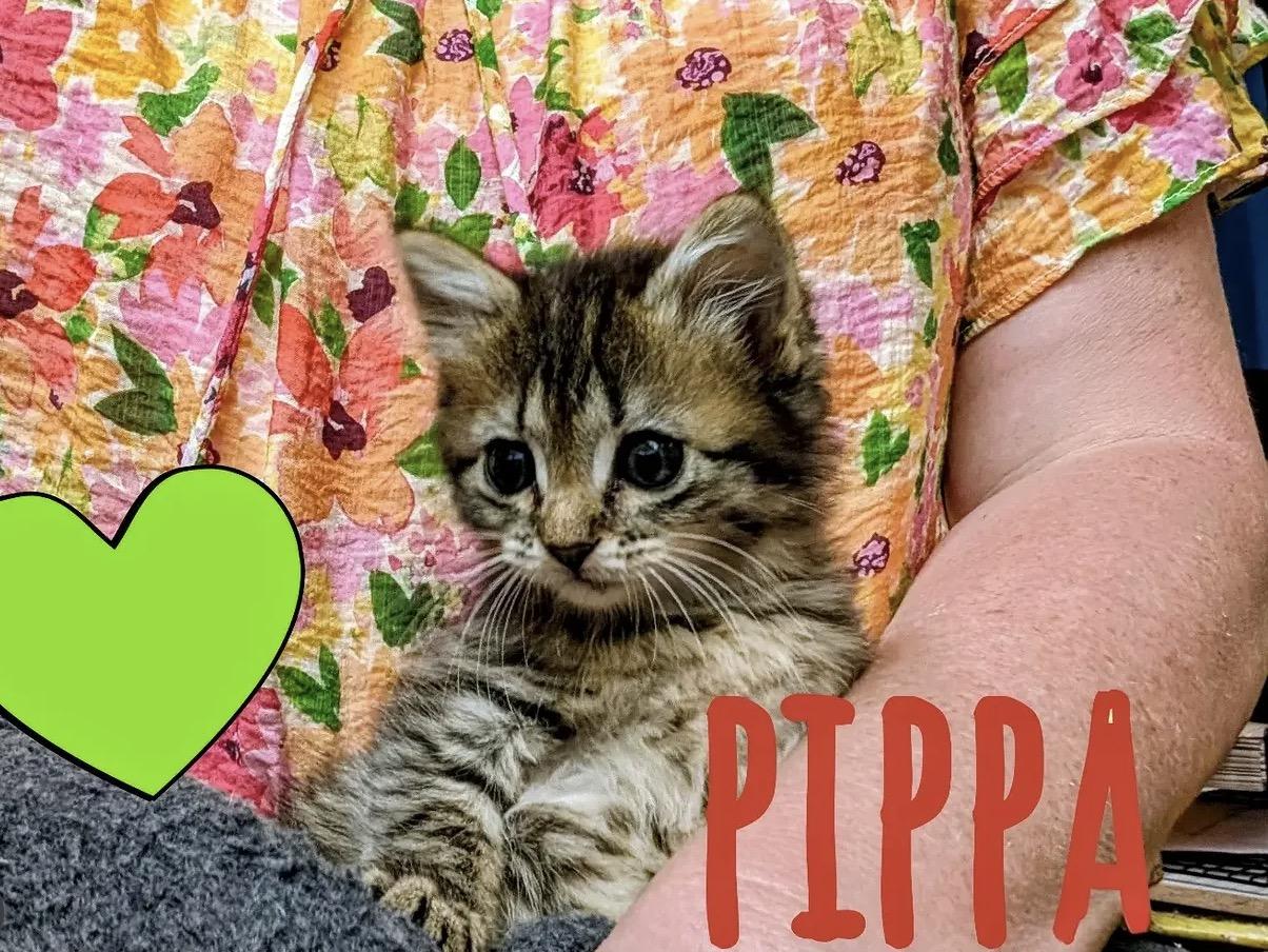 Pippa, Adoptable, Young Female Domestic Long Hair.