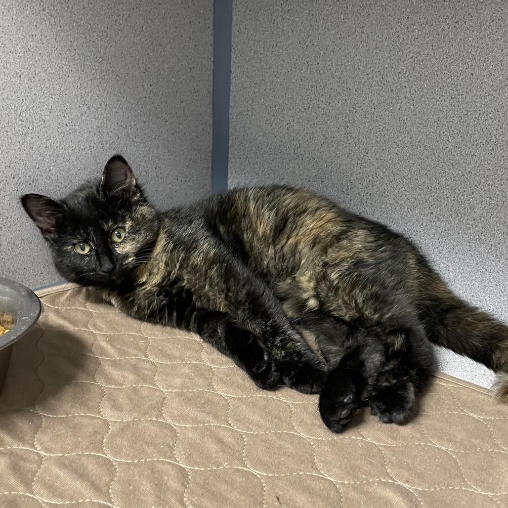 Midnight, Adoptable, Young Female Domestic Short Hair.