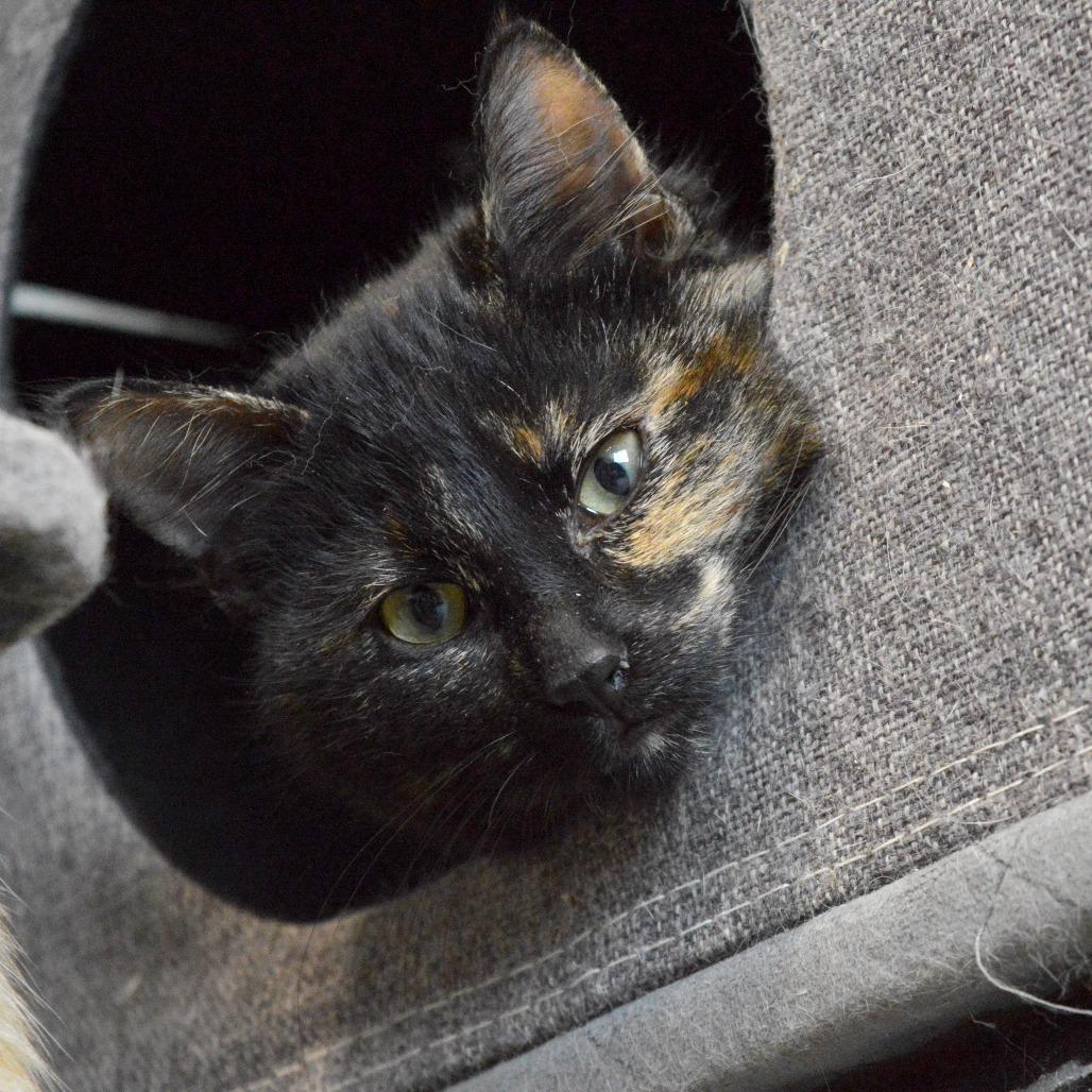 Midnight, a Adoptable Domestic Short Hair in North Battleford, SK image 2/6