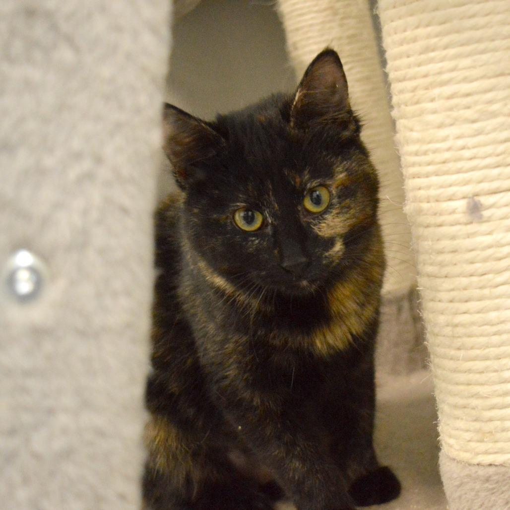 Midnight, a Adoptable Domestic Short Hair in North Battleford, SK image 3/6