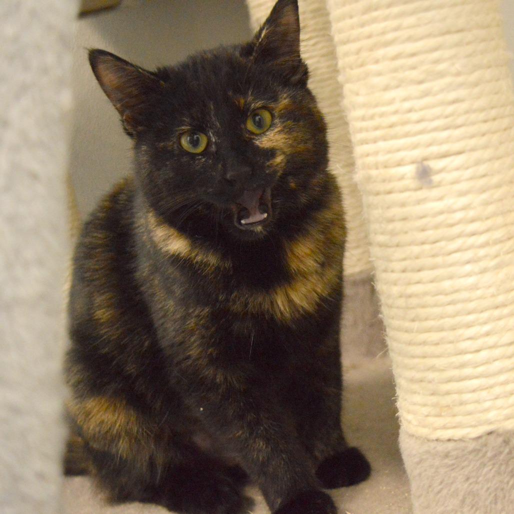 Midnight, a Adoptable Domestic Short Hair in North Battleford, SK image 4/6