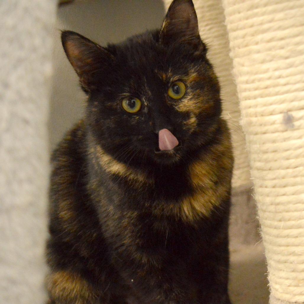 Midnight, a Adoptable Domestic Short Hair in North Battleford, SK image 5/6