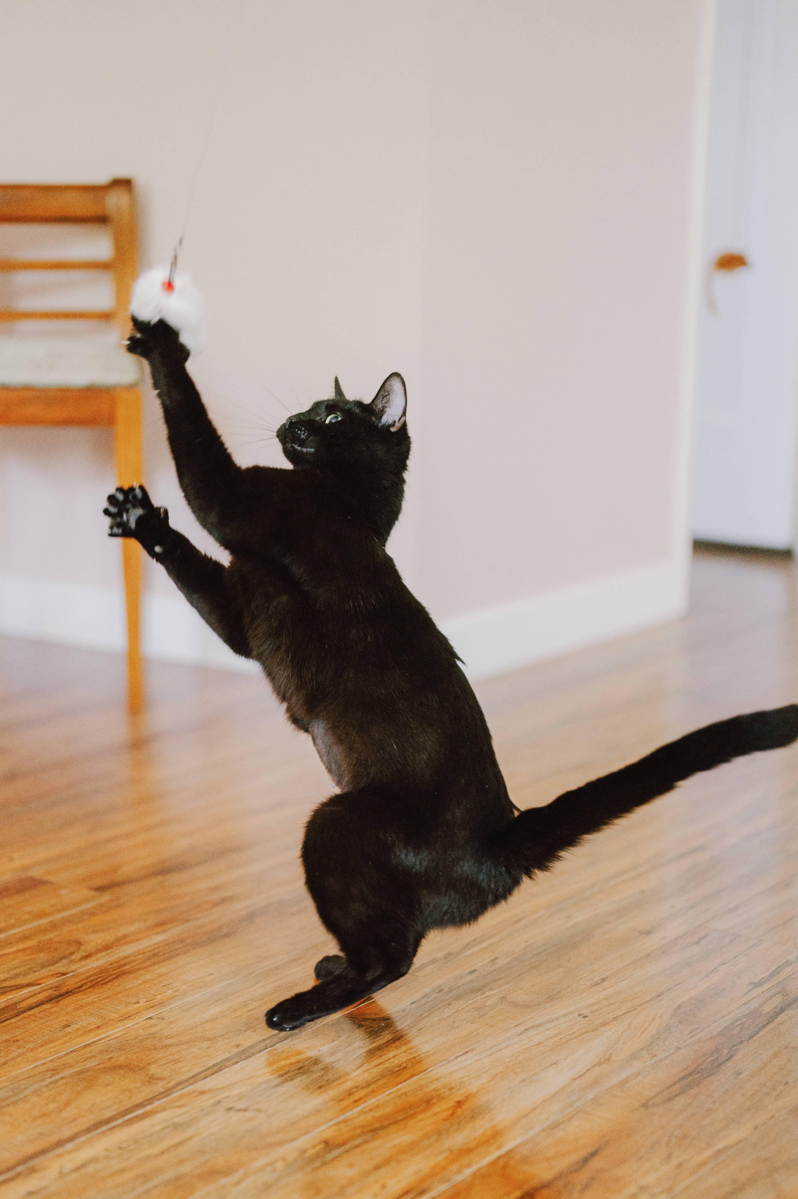Enlarge Oolong, a ADOPTABLE Domestic Short Hair in Portland, OR image 3/5