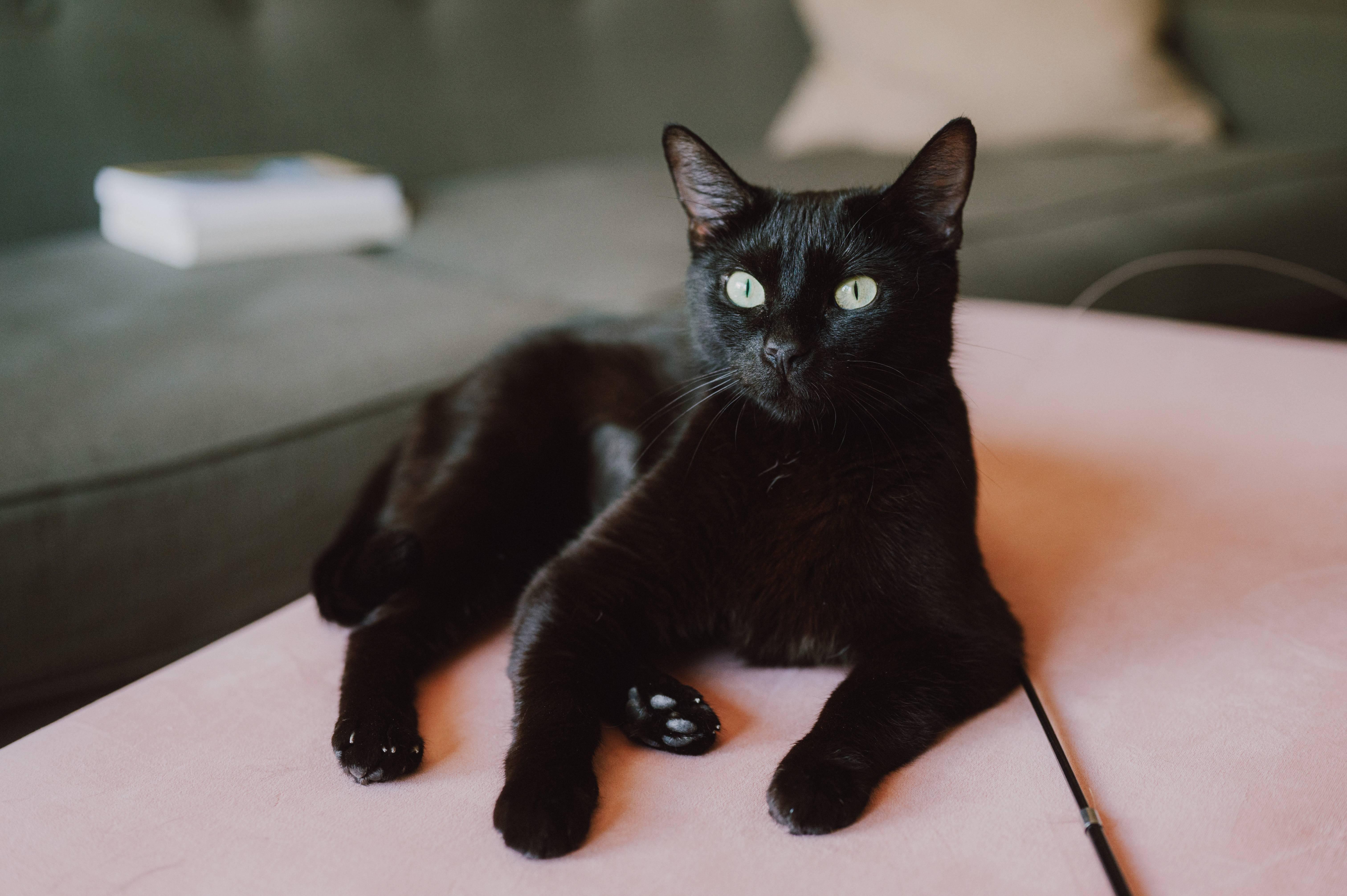 Enlarge Oolong, a ADOPTABLE Domestic Short Hair in Portland, OR image 4/5