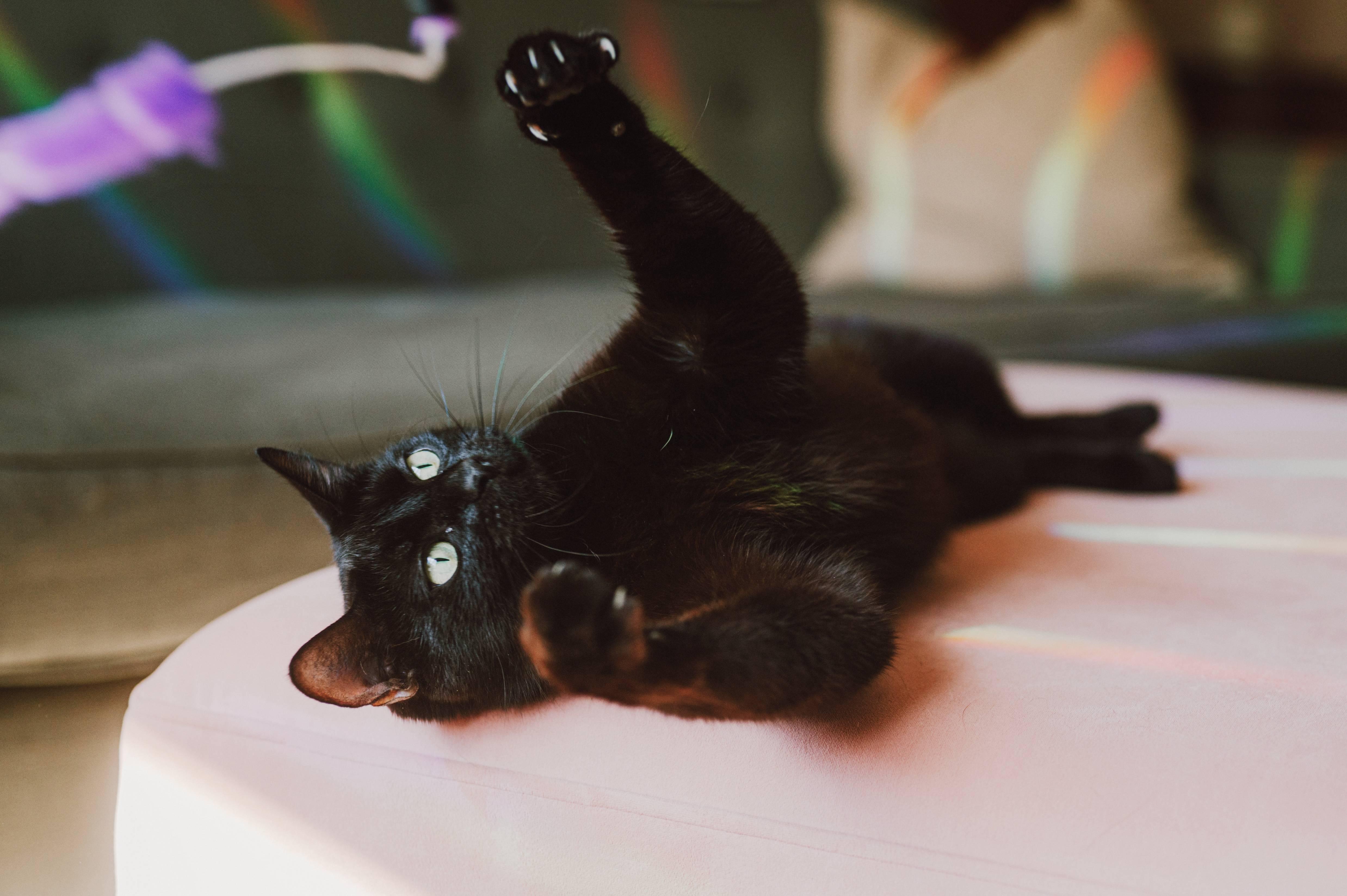 Enlarge Oolong, a ADOPTABLE Domestic Short Hair in Portland, OR image 2/5