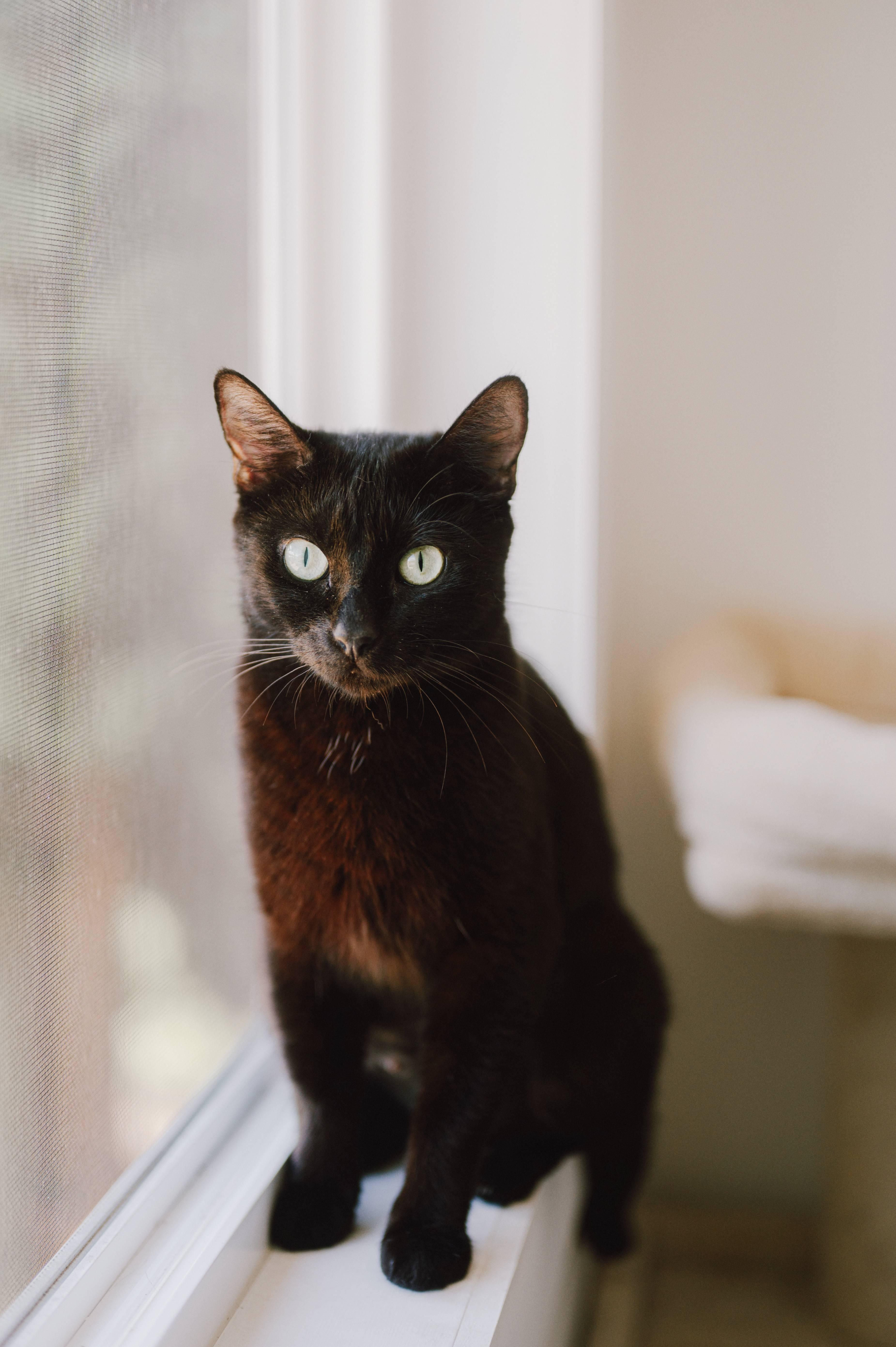 Oolong, ADOPTABLE, Young Female Domestic Short Hair.