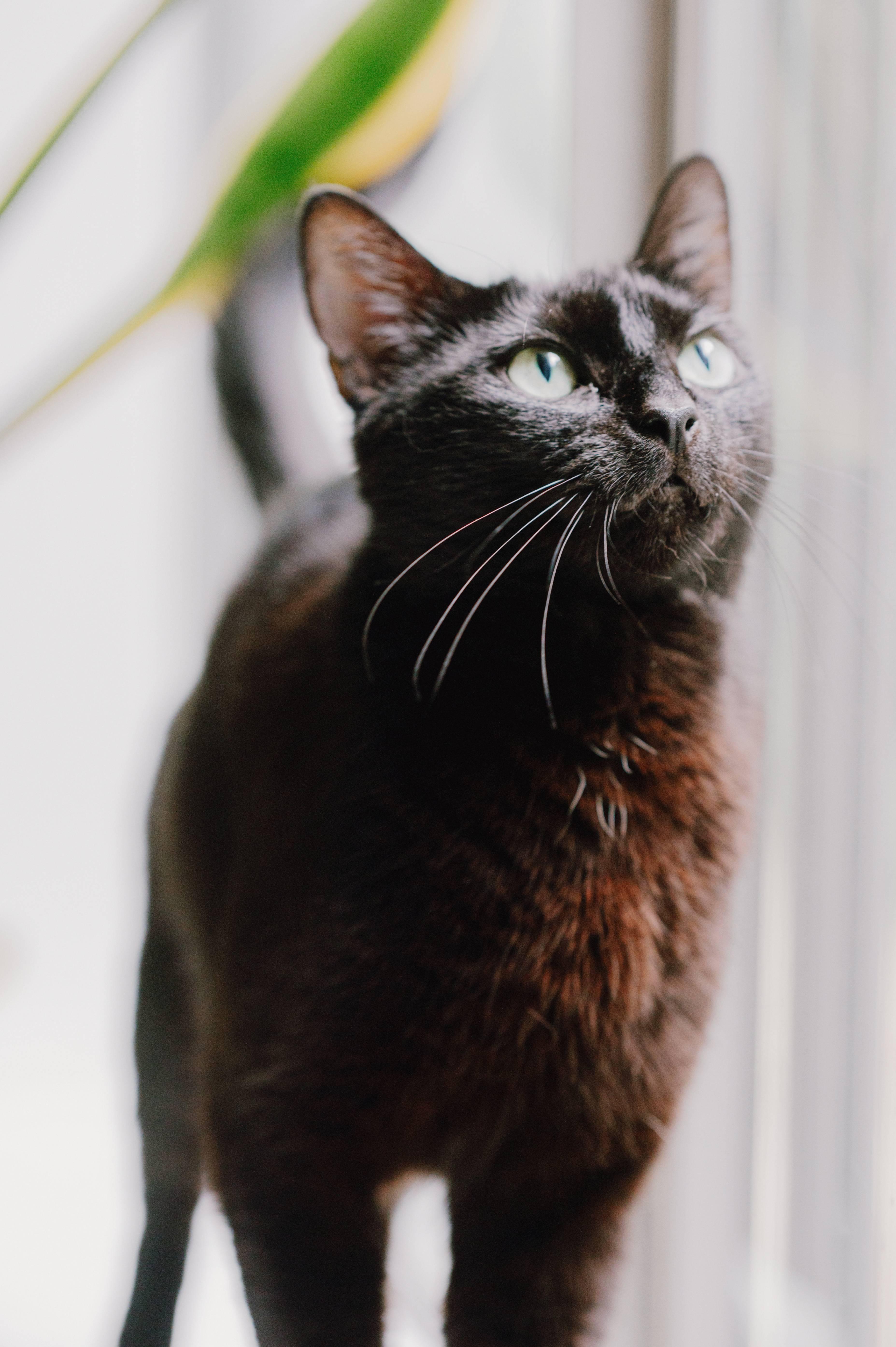 Enlarge Oolong, a ADOPTABLE Domestic Short Hair in Portland, OR image 5/5