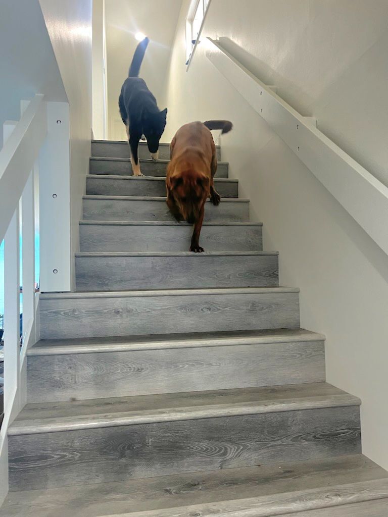 Enlarge Lady German Shepherd hanging out with Charles Darwin, a Adoptable mixed breed in Manhattan Beach, CA image 1/6