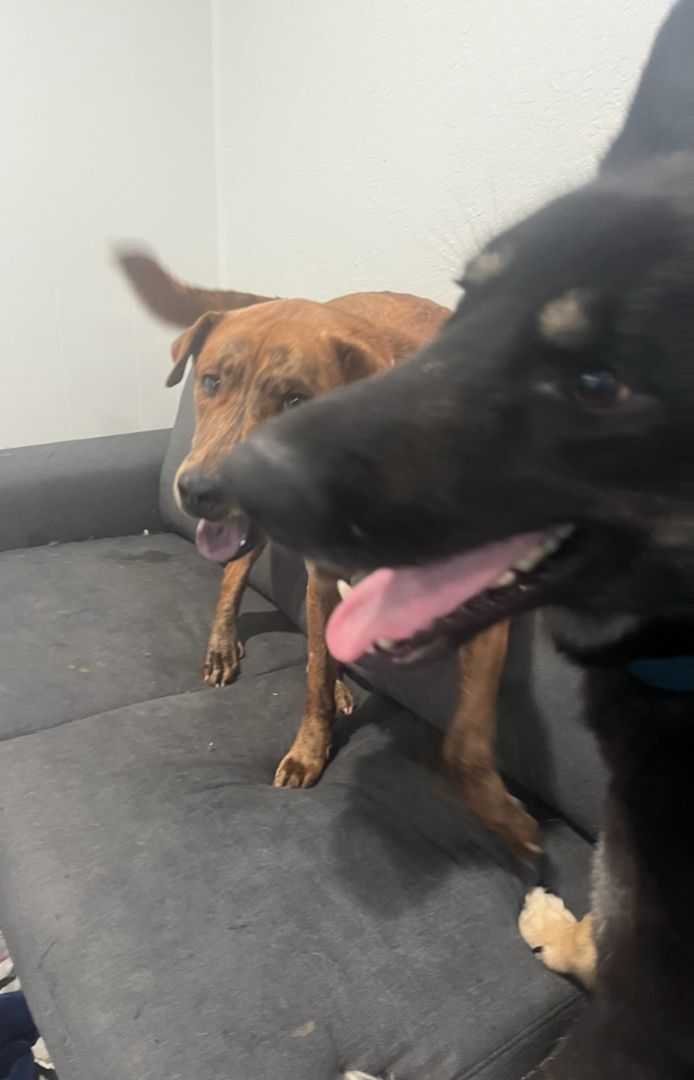 Enlarge Lady German Shepherd hanging out with Charles Darwin, a Adoptable mixed breed in Manhattan Beach, CA image 3/6
