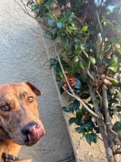 Enlarge Lady German Shepherd hanging out with Charles Darwin, a Adoptable mixed breed in Manhattan Beach, CA image 5/6