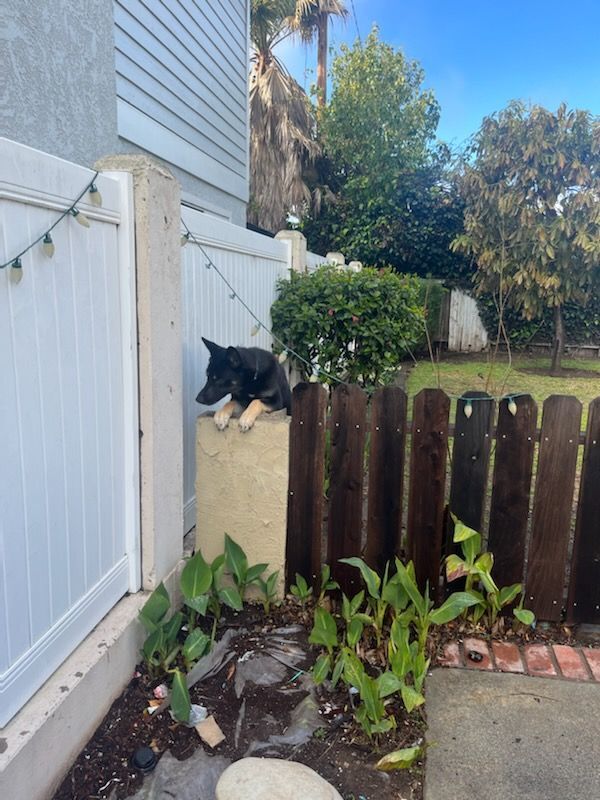 Enlarge Lady German Shepherd hanging out with Charles Darwin, a Adoptable mixed breed in Manhattan Beach, CA image 6/6