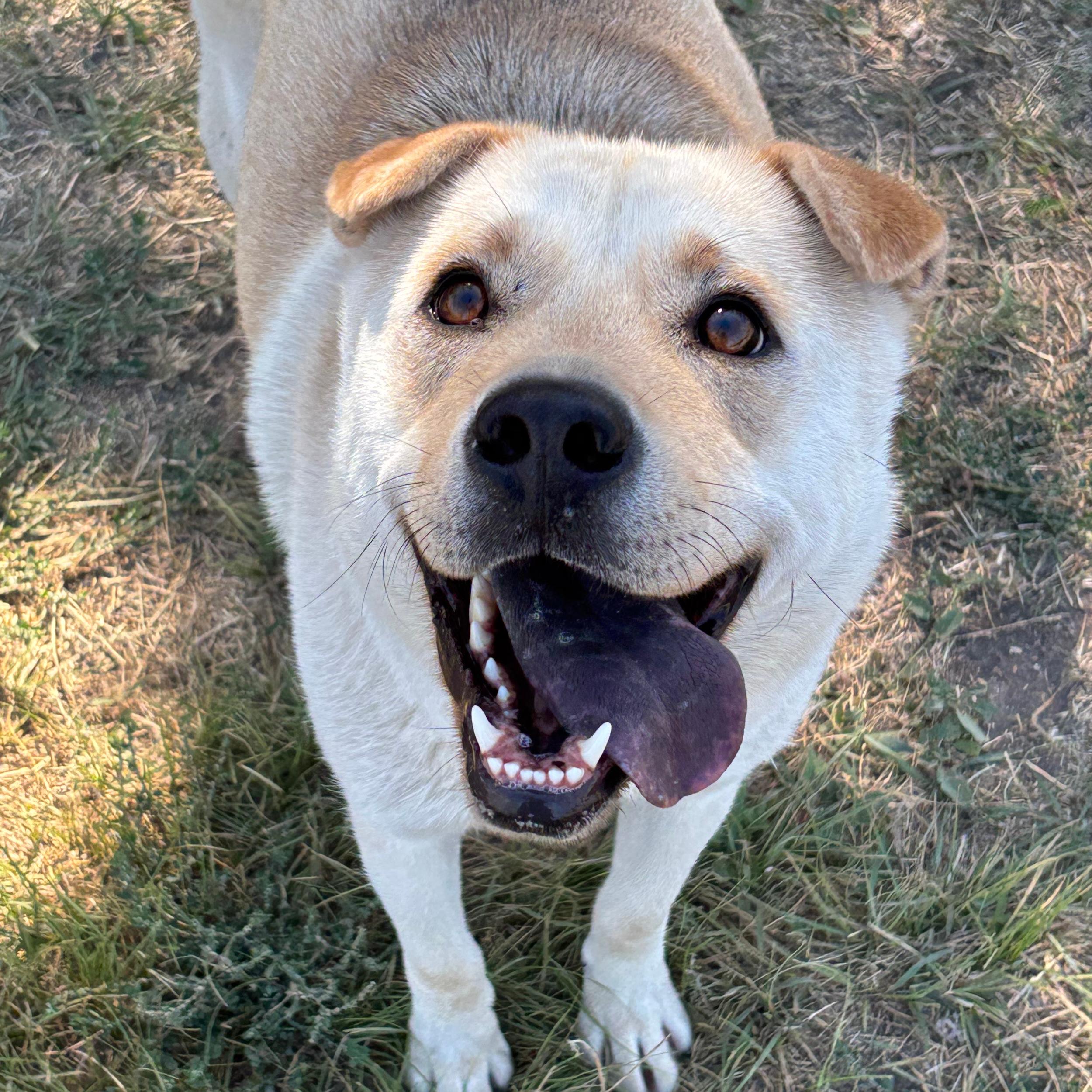 Pickle, an adoptable Labrador Retriever, Shar-Pei in Lindon, UT, 84042 | Photo Image 1