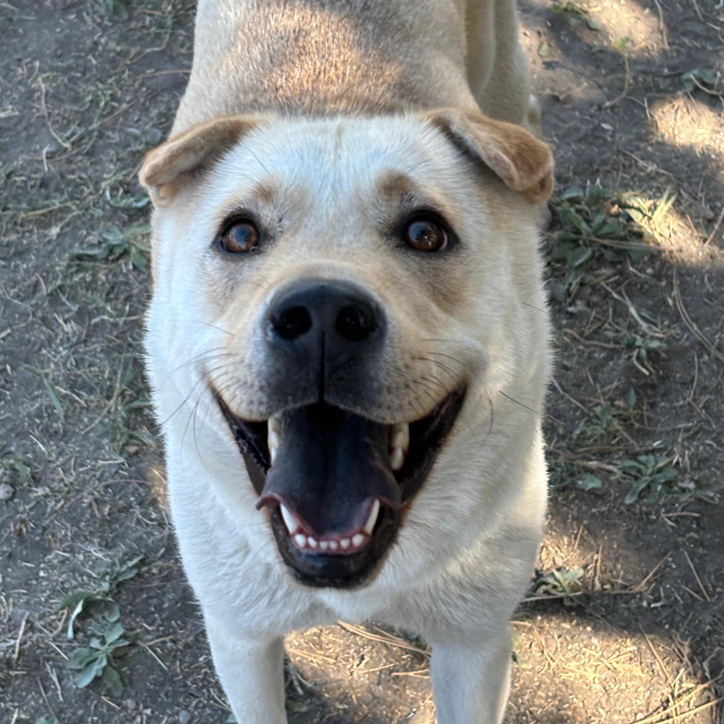 Pickle, an adoptable Labrador Retriever, Shar-Pei in Lindon, UT, 84042 | Photo Image 3