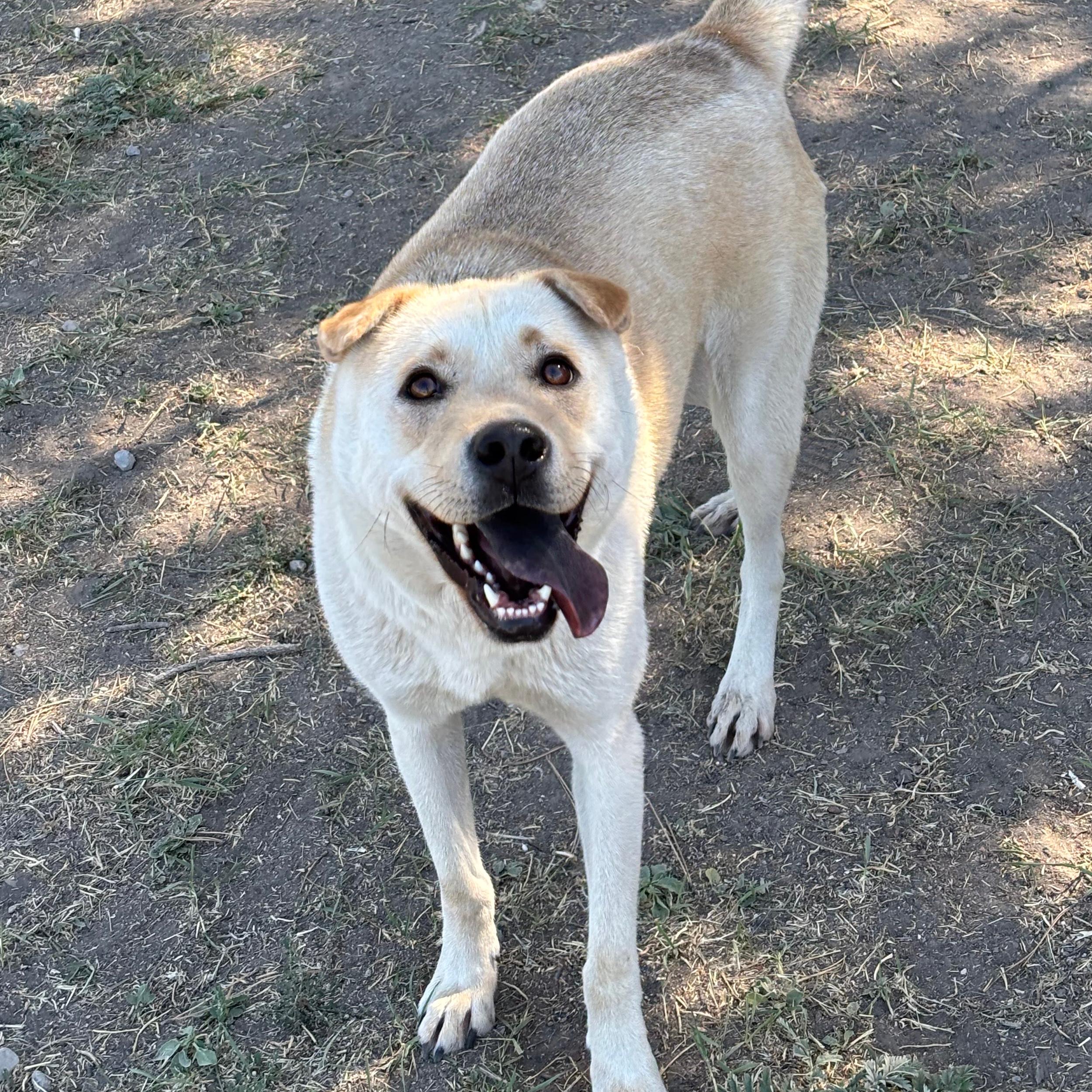 Pickle, an adoptable Labrador Retriever, Shar-Pei in Lindon, UT, 84042 | Photo Image 5