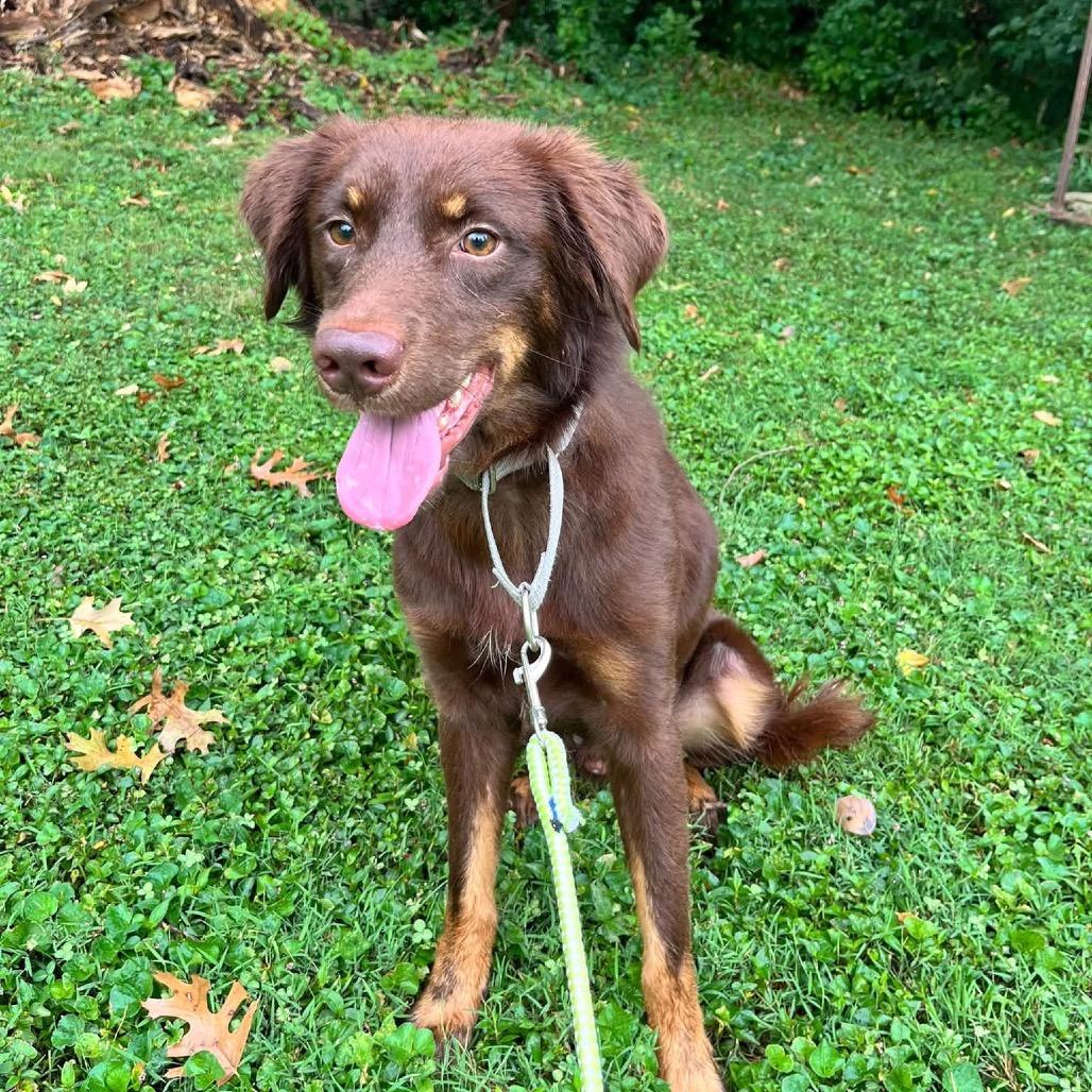 Enlarge Ned, a Adoptable Australian Shepherd in Prospect, KY image 1/1