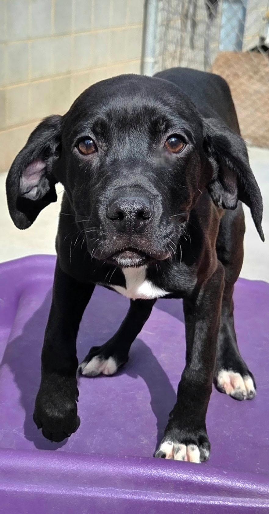 Enlarge Huckleberry, a ADOPTABLE mixed breed in Franklin, NC image 2/4